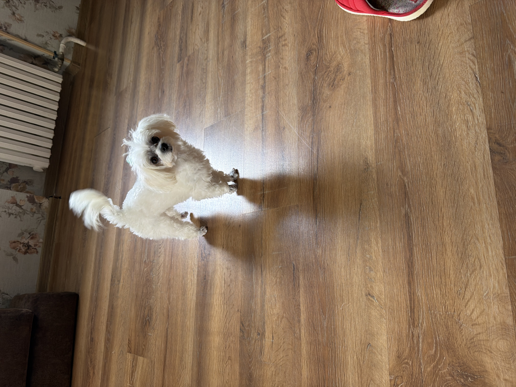 A small, white dog with fluffy fur stands on a wooden floor. The dog is facing forward, with its tail held high. In the background, there is a brown sofa and a radiator against a floral wallpaper. The floor appears to be laminate wood flooring. A red slipper is partially visible in the lower right corner of the image. The scene is indoors, likely in a residential setting in the city of Partenit, Ukraine.