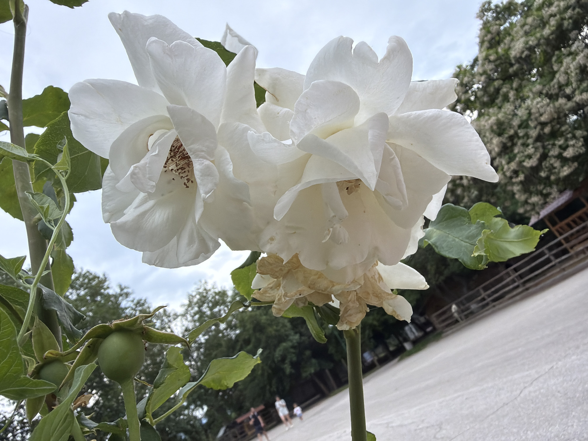 The image shows a close-up of two white roses in bloom, with one rose showing some wilting petals at its base. Green rose hips are visible on a stem to the left of the flowers. In the background, there are trees with a fence and a wooden structure, suggesting an outdoor setting. The ground appears to be a paved surface with some cracks. In the distance, two people and a child are walking. The sky is overcast. This scene is not specific to any particular location in the city of Pazardzhik, Bulgaria, and lacks any identifying landmarks.