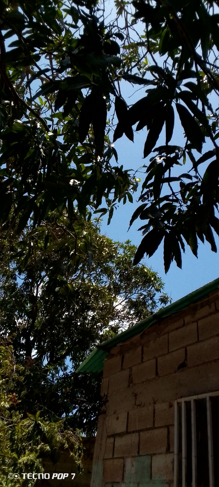 The image shows a view looking up through trees towards a clear, blue sky. The upper portion of a building, constructed of cinder blocks and topped with a green corrugated metal roof, is visible in the lower right corner. A barred window is visible on the building. The location is likely Altagracia, Venezuela, as indicated by the prompt. The "Tecno Pop 7" watermark indicates the phone model used to take the picture. No people are visible in the image.