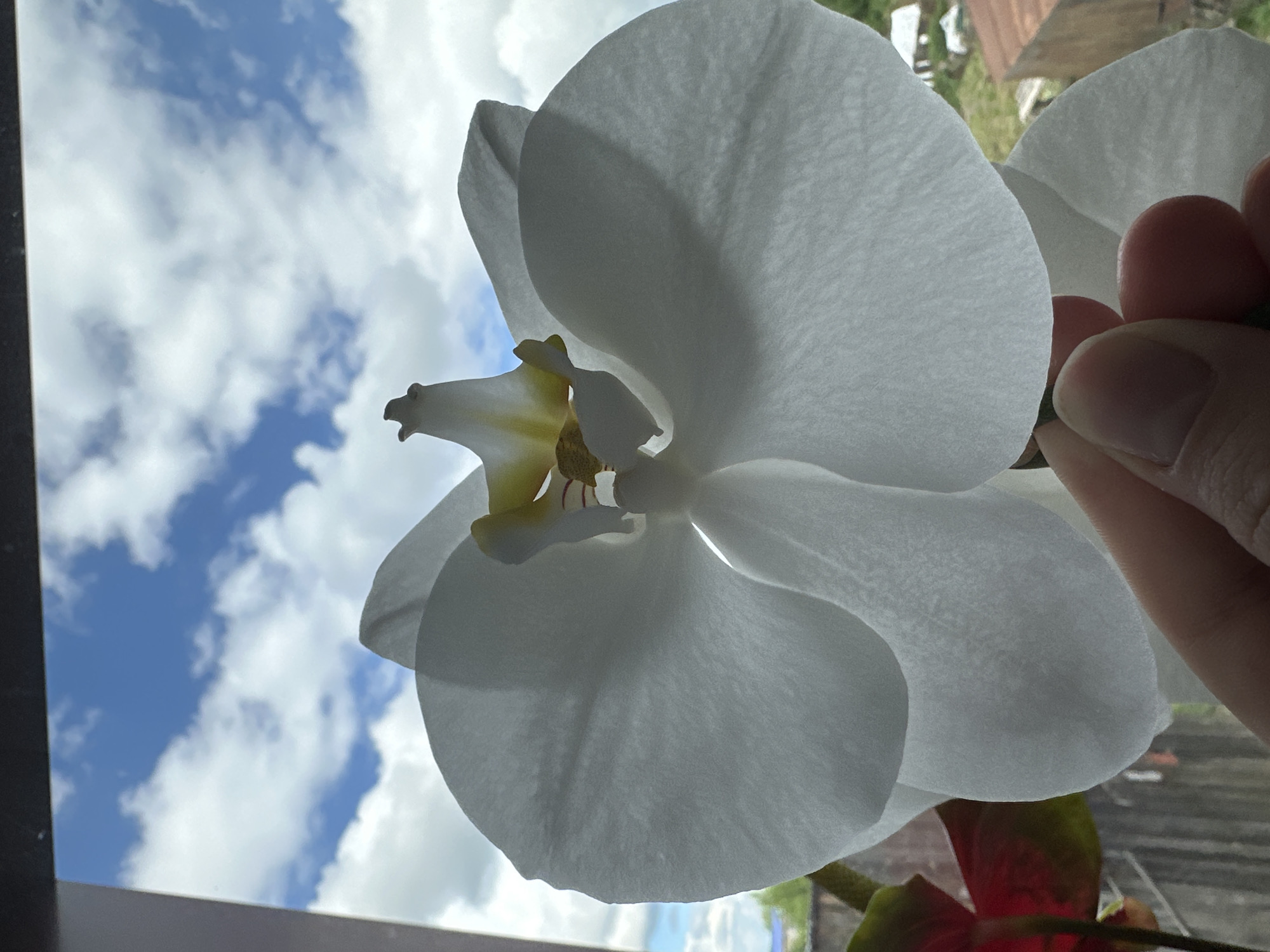 A close-up shot of a white orchid flower with a yellow and reddish-brown center, set against a background of a bright blue sky with puffy white clouds. A hand is partially visible on the right side of the frame. The orchid appears to be held near a window, with a glimpse of greenery and a blurred building visible through the window. The photograph is taken with a low angle, looking up at the sky. The location is Unknown, Unknown.