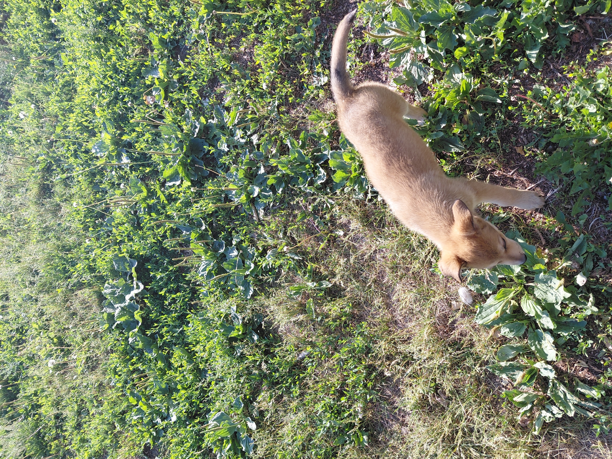 The image shows a light brown puppy standing in a grassy area with various green plants, some of which have seed stalks. The puppy is facing downwards, appearing to sniff the ground. The lighting suggests it is daytime, with sunlight casting shadows on the grass. The overall environment appears to be a natural outdoor space, possibly a park or a field. There is no indication of an urban setting or specific landmarks that would place it in the city of Oskemen, Kazakhstan.