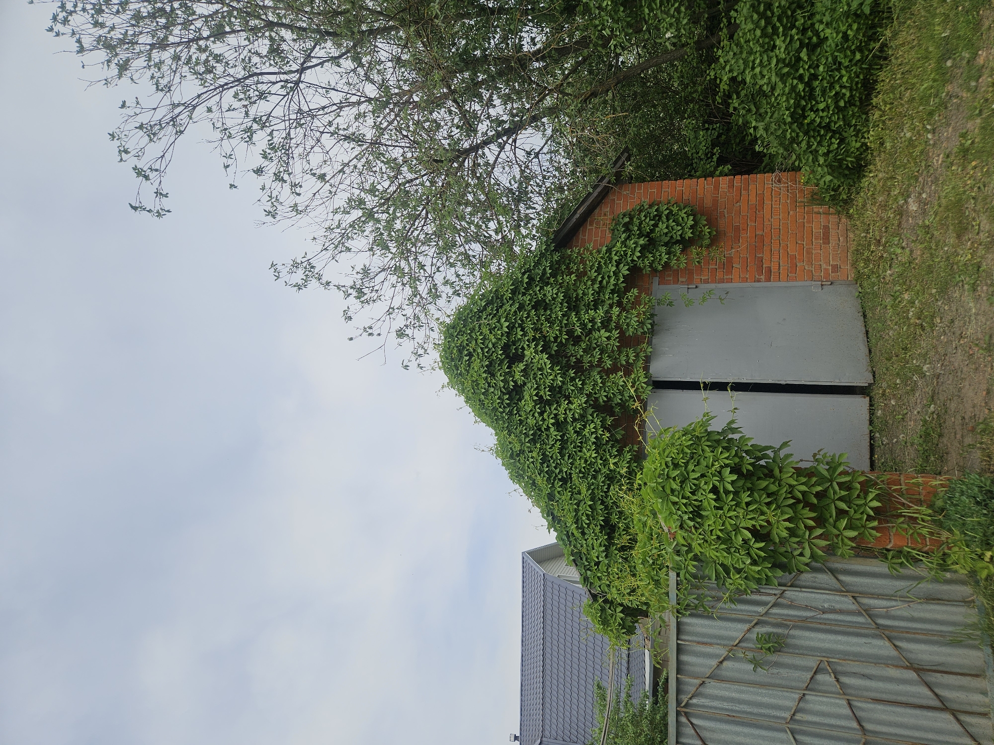 The image shows a single-story brick building with gray metal doors, partially covered in dense green ivy. The building appears to be located in a rural or semi-rural area, with trees and vegetation visible. A corrugated metal fence runs along one side of the building, and the edge of a house with a dark gray roof is also visible. The sky is overcast. The image was taken in Посёлок комбината стройматериалов-1, Russia.