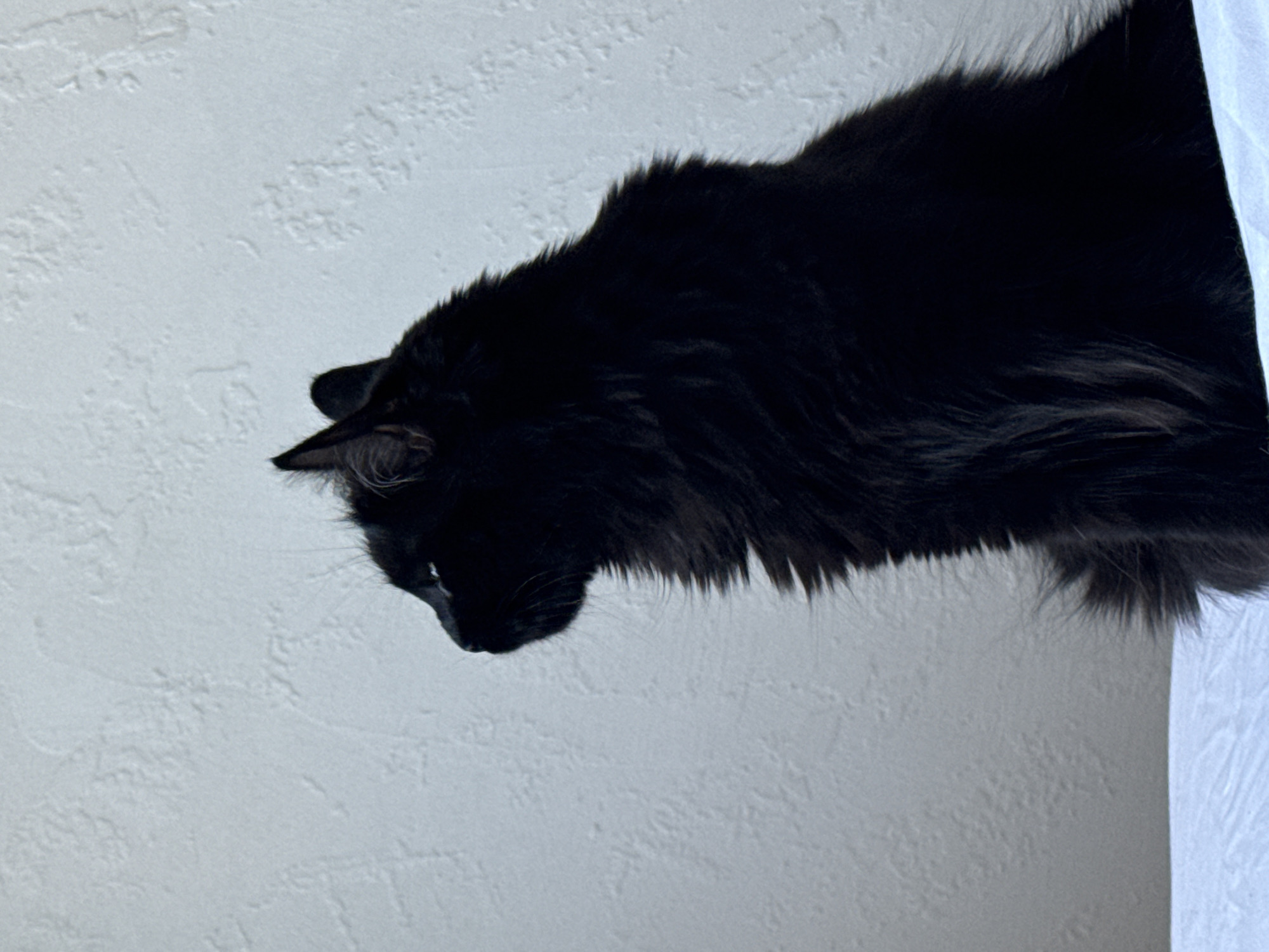 A black cat is seen in close-up. The cat's head is facing downward, looking at something below. The background is a white textured wall to the left and a white curtain on the right. The location of Rostov-on-Don, Russia, is not supported by the provided image.