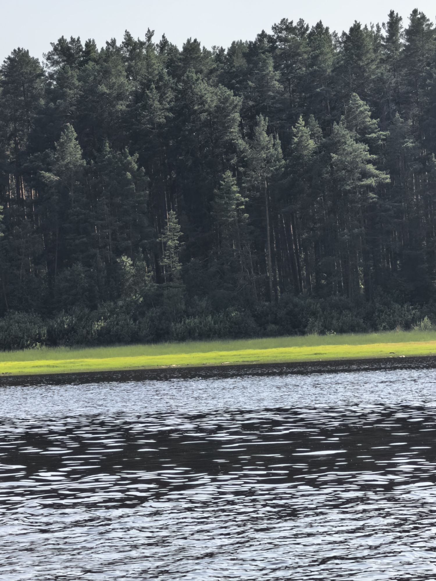This media file depicts a serene natural landscape, likely during the daytime under clear or lightly overcast skies. The scene is divided into three distinct horizontal bands. The foreground is dominated by a body of water, exhibiting gentle ripples that reflect the light, creating a pattern of dark and light streaks across the surface.
Immediately beyond the water, a strip of vibrant green grass forms a bright, lush shoreline. This is bordered by a dense forest of tall, dark green pine trees that extend upwards to meet the pale sky. The trees are closely packed, creating a wall of foliage with individual trunks and branches visible. The overall impression is one of tranquility and the untouched beauty of nature. The location is identified as Sysert, Russia. No people, objects, text, or specific activities are discernible. The scene evokes a sense of peace and quietude.