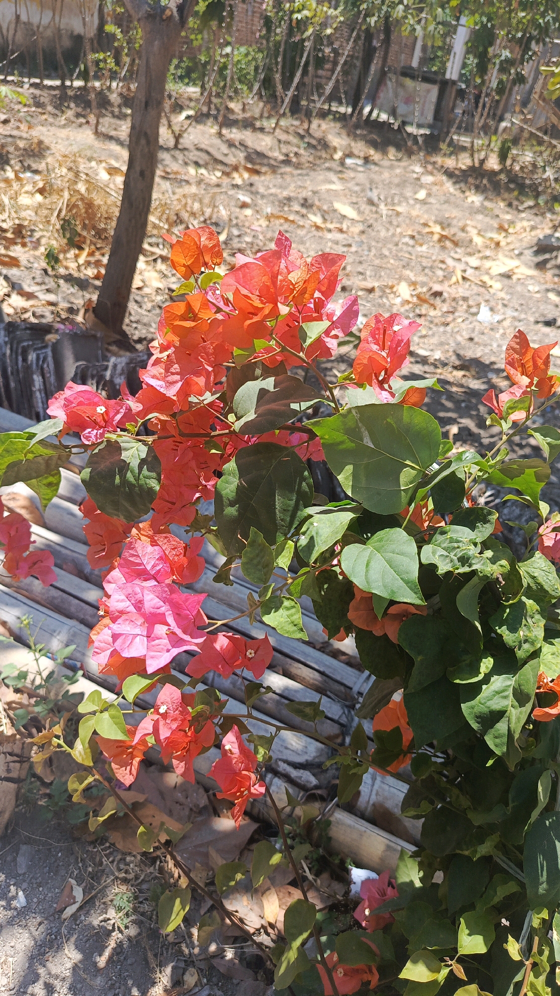 The image shows a close-up of vibrant bougainvillea flowers in bloom. The flowers display a gradient of colors, ranging from bright pink to deep orange-red. They are clustered on branches with lush green leaves. The background is blurred, suggesting an outdoor setting with dry earth, fallen leaves, and some vegetation. In the middle ground, a structure made of bamboo poles is visible, partially obscured by the foliage. The overall scene is bathed in bright sunlight, casting shadows and highlighting the textures of the flowers and leaves. The image appears to have been taken in a residential area, possibly a garden or yard, given the presence of the bamboo structure and the natural, somewhat unkempt, surroundings. The image does not contain any people or any indication of specific activities or interactions. The context of Ronowijayan, Indonesia, suggests a tropical or subtropical climate, which is consistent with the abundant flowering of bougainvillea.