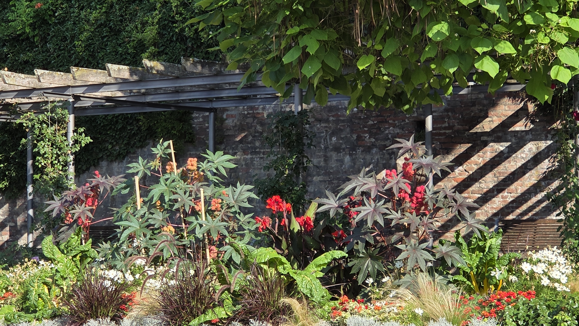 The image depicts a vibrant garden scene in the city of Ulm, Germany. In the foreground, a diverse array of plants thrives under the dappled sunlight. Various flowers in shades of red, orange, and white are interspersed with lush green foliage and ornamental grasses. Prominent among the plants are large, star-shaped leaves of what appear to be castor bean plants, some with deep burgundy hues and others in a lighter green. Tall stalks of red flowers rise from the center of the garden. Behind the flowerbeds, a weathered brick wall serves as a backdrop, its texture and color enhanced by the diagonal shadows cast by an overhead structure. This structure, a pergola, is composed of metal beams supporting wooden planks, suggesting an outdoor seating or dining area. Green ivy and other climbing plants adorn the wall and parts of the pergola, adding to the natural, overgrown aesthetic. The overall impression is one of a well-tended, yet wild and abundant garden, bathed in warm sunlight.