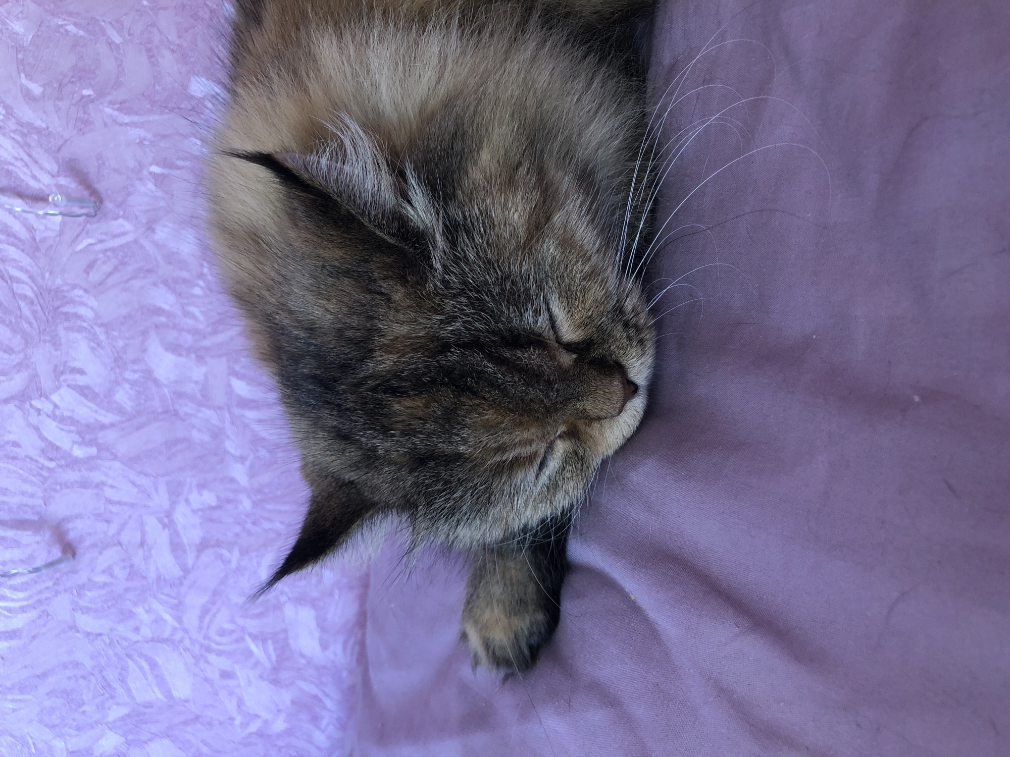 A close-up, eye-level, vertical shot captures a fluffy, tortoiseshell cat sleeping on a purple fabric surface. The cat's eyes are closed, and its head is turned to the right, resting on the fabric. Its front left paw is visible, extended slightly forward. The cat's fur is a mix of brown, black, and tan, with prominent white whiskers. The background consists of a textured, light purple surface, possibly wallpaper or upholstery, with faint, abstract patterns. The lighting is soft, casting no harsh shadows. The scene is static and peaceful, with no visible human presence or activity. The location is described as Unknown, Unknown within a city.