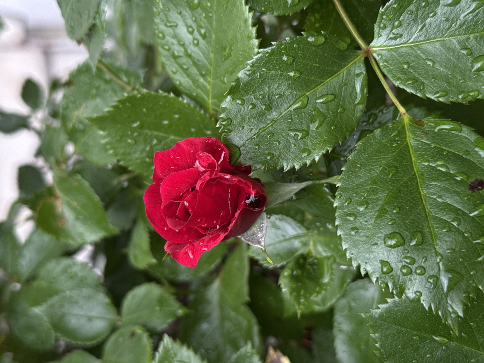 A close-up, eye-level shot depicts a red rose bud nestled amidst green foliage covered in water droplets. The leaves, varying in size, exhibit serrated edges and a glossy texture due to the moisture. The rose bud is a deep red color. The background is filled with more green foliage. The location is unknown, but it's somewhere in Pleven, Bulgaria.