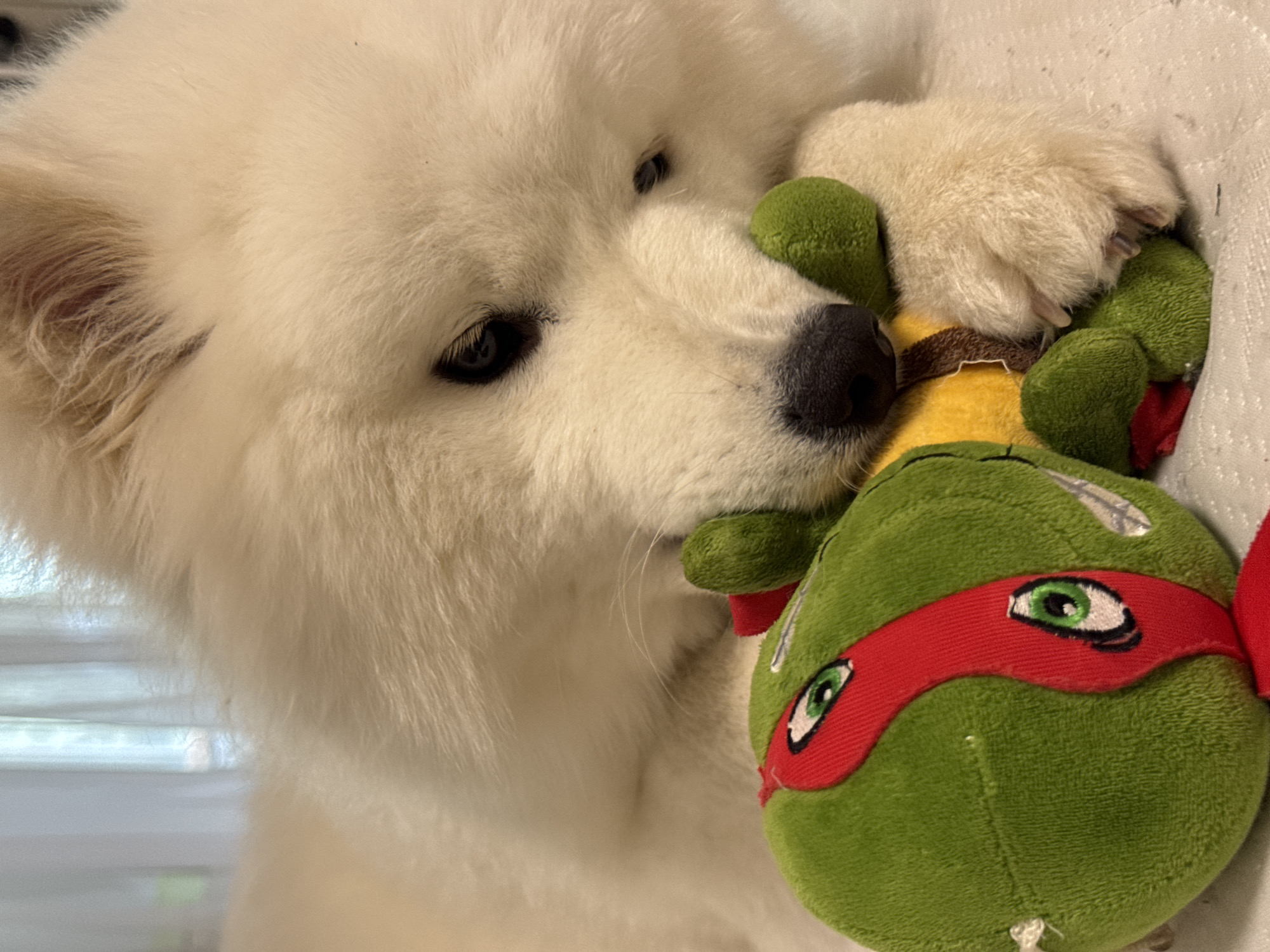 A white Samoyed dog is lying down and playing with a plush toy that resembles a Teenage Mutant Ninja Turtle. The dog's head is close to the toy, and its paws are around it. The toy is green with a red bandana and has embroidered eyes and a mouth. The background is blurred and appears to be indoors, with light coming from a window covered by sheer curtains, suggesting a domestic setting. There is no indication of the city of Chaikovsky, Russia, or any other specific location.