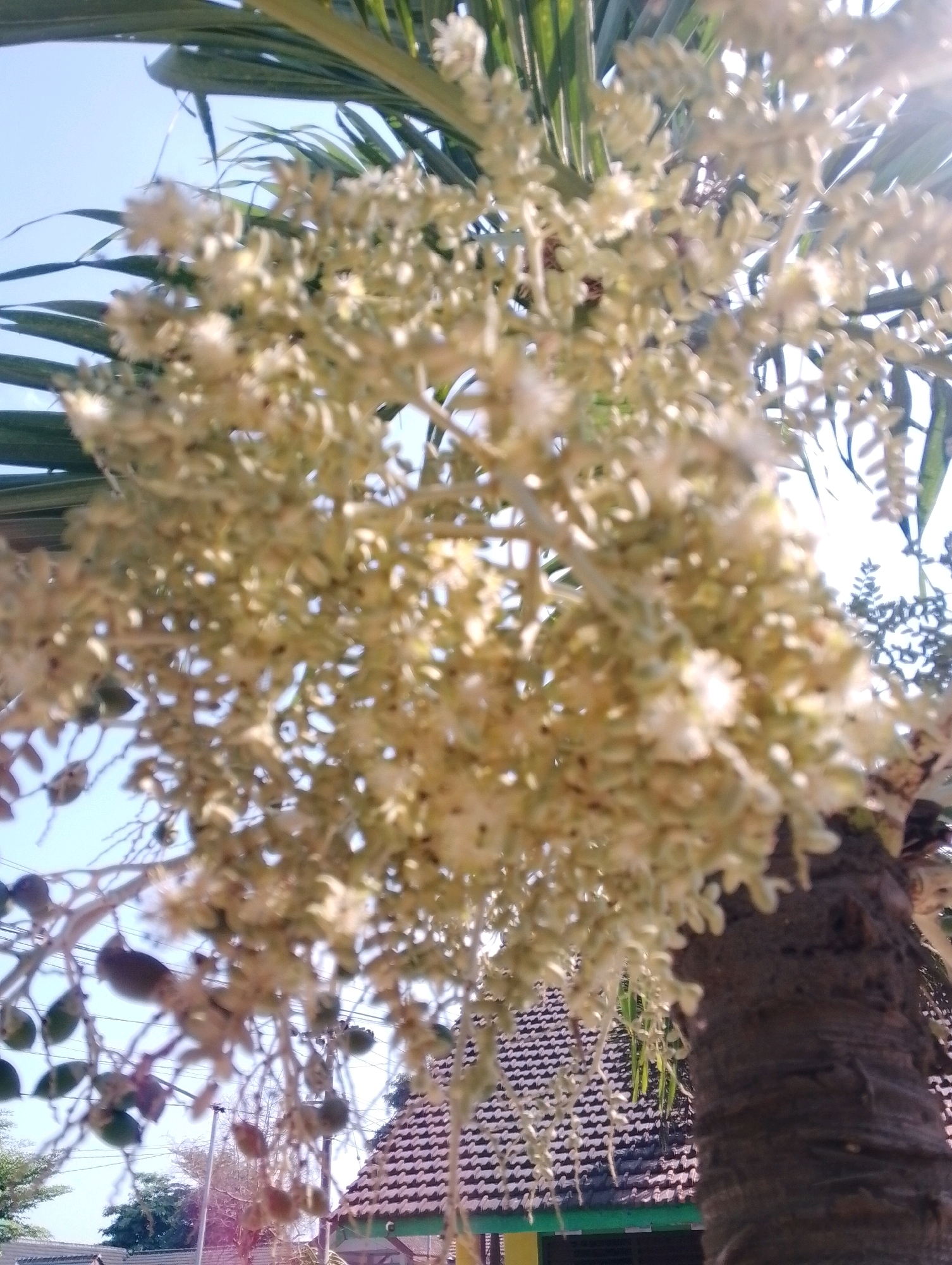 A close-up, blurred shot focuses on a cluster of pale, delicate flowers hanging from a palm tree. The background reveals a bright blue sky, the textured trunk of the palm tree, and the roof of a building with brown tiles and a green trim. The location is identified as Papungan, Indonesia. No people or actions are visible.