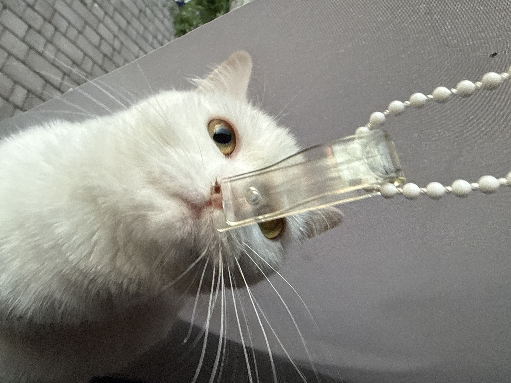 A close-up shot of a white cat with heterochromia, one eye blue and the other gold, is centered in the frame. The cat is looking upwards, with a clear plastic blind control string resting on its nose. The background consists of a sheer grey curtain to the right and a grey wall to the left. Outside the window, visible to the left of the frame, is a brick-paved surface and some greenery. The lighting suggests it is daytime, with sunlight casting shadows.
