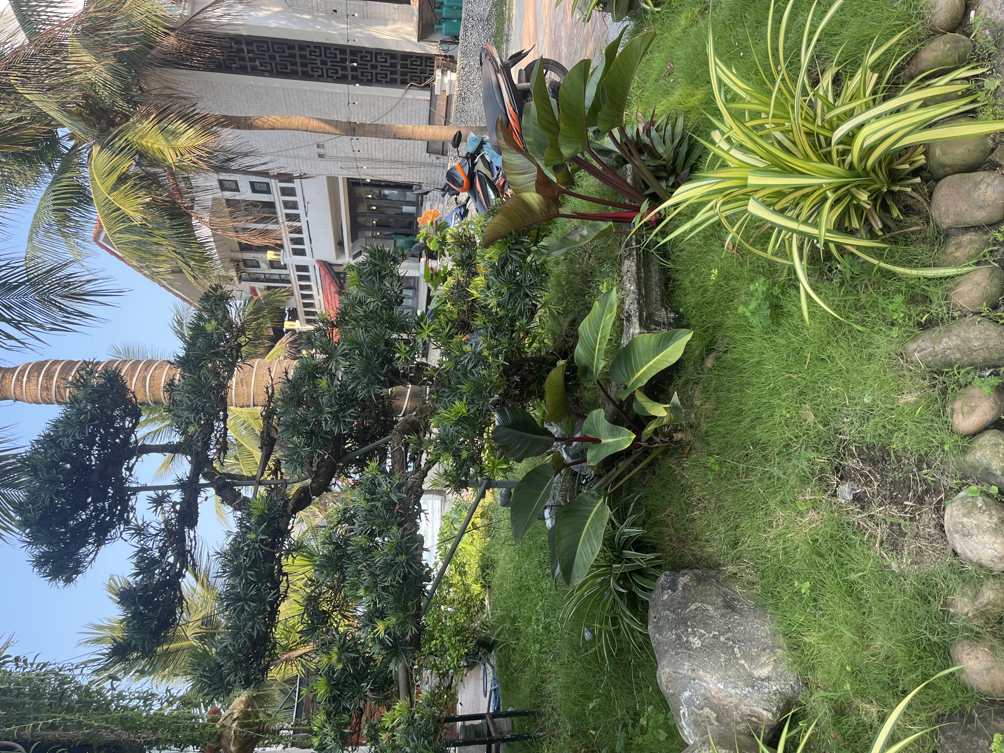The image shows a well-maintained garden in Đà Nẵng, Vietnam. There's a multi-story building in the background, partially obscured by a coconut palm. A motorbike is parked near the building. The garden contains various plants, including a bonsai tree, red-stemmed plants with large green leaves, and variegated spider plants. There are also several smooth, rounded stones in the garden, and a large, irregularly shaped gray rock rests on the grass. The grass is thick and green. The sky is clear and blue.