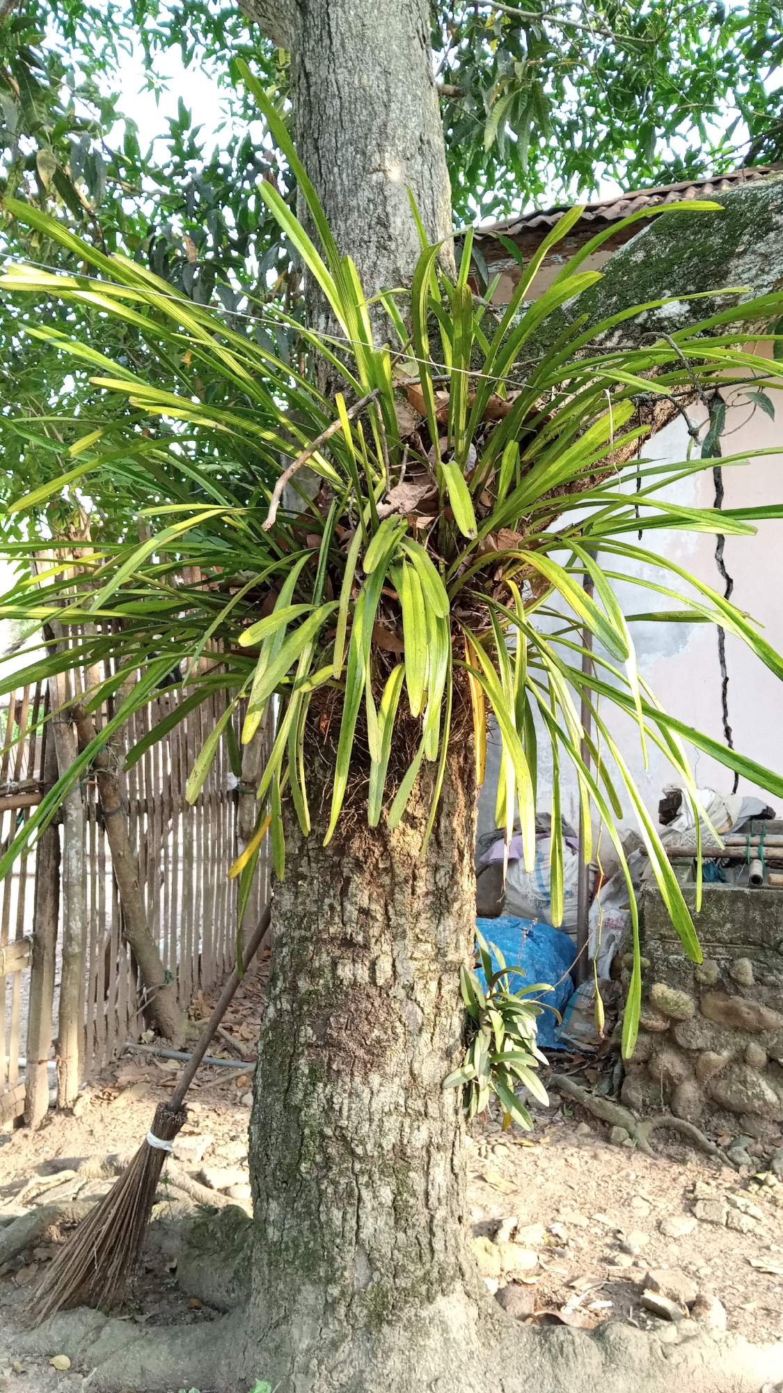 A bromeliad plant is growing on the trunk of a tree in Buketteukuh, Indonesia. The plant has long, green leaves that hang down from the trunk. The tree is covered in moss and has a rough bark. In the background, there is a fence made of bamboo, and some bags of what appears to be fertilizer. A broom is leaning against the tree. The ground is covered in dirt and leaves.