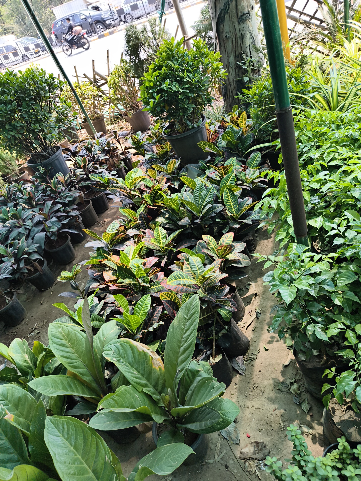 The image shows a plant nursery in Ghaziabad, India. Several potted plants are arranged on the ground. They include crotons with variegated leaves, anthuriums, and other leafy green plants. In the background, there is a street with vehicles and pedestrians. The nursery appears to be outdoors, with some overhead structure visible. The ground is covered with dirt and fallen leaves.