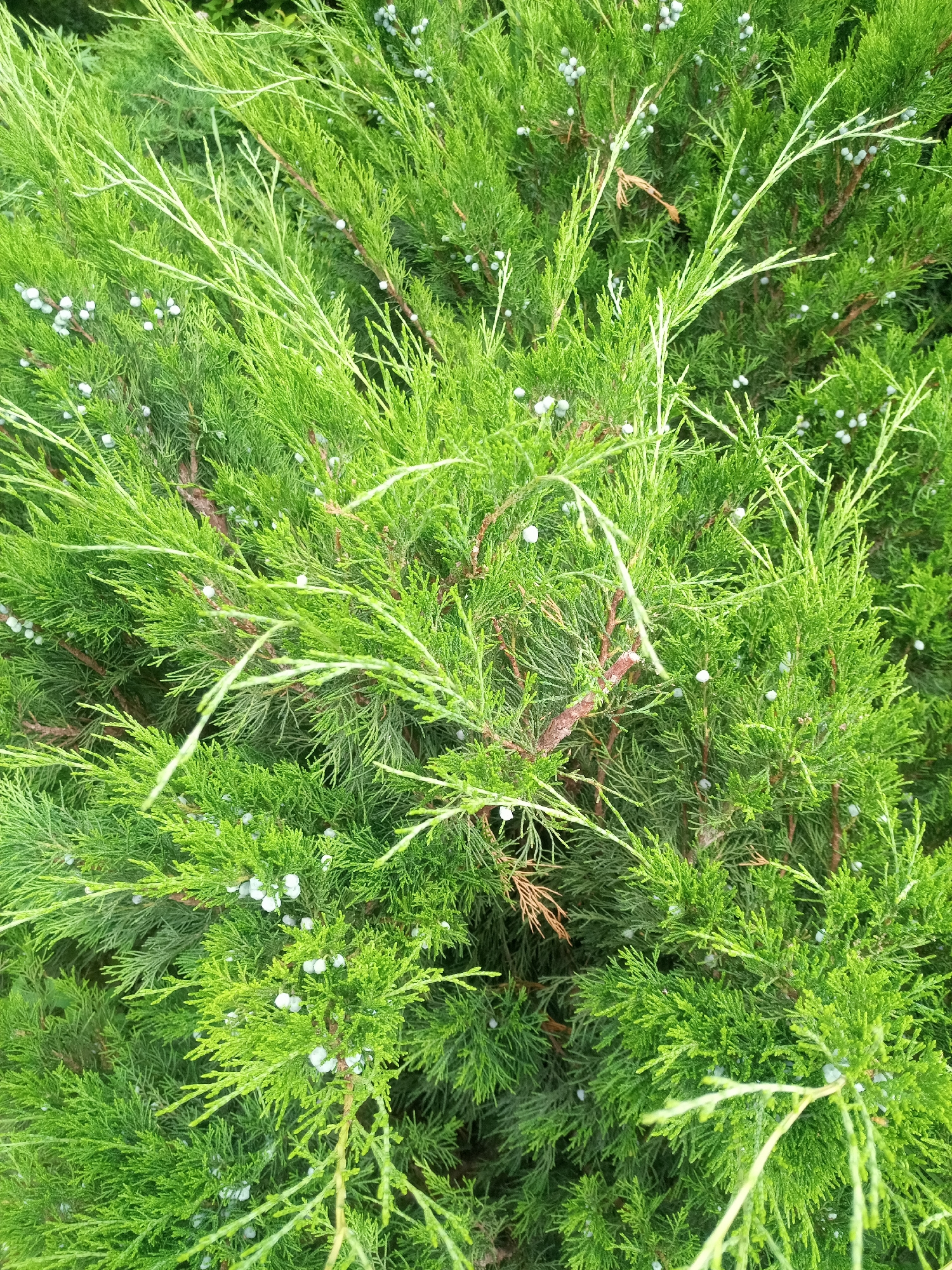 The image displays a dense evergreen shrub, likely a juniper, with abundant bright green foliage and numerous small, pale blue berries. The branches are intricately interwoven, creating a textured surface. The lighting suggests an outdoor setting, possibly a garden or park, given the naturalistic appearance of the plant. The specific location in the city of Nalchik, Russia, is not discernible from the visual information provided; the image focuses solely on the botanical subject. There are no people, animals, or man-made structures visible.