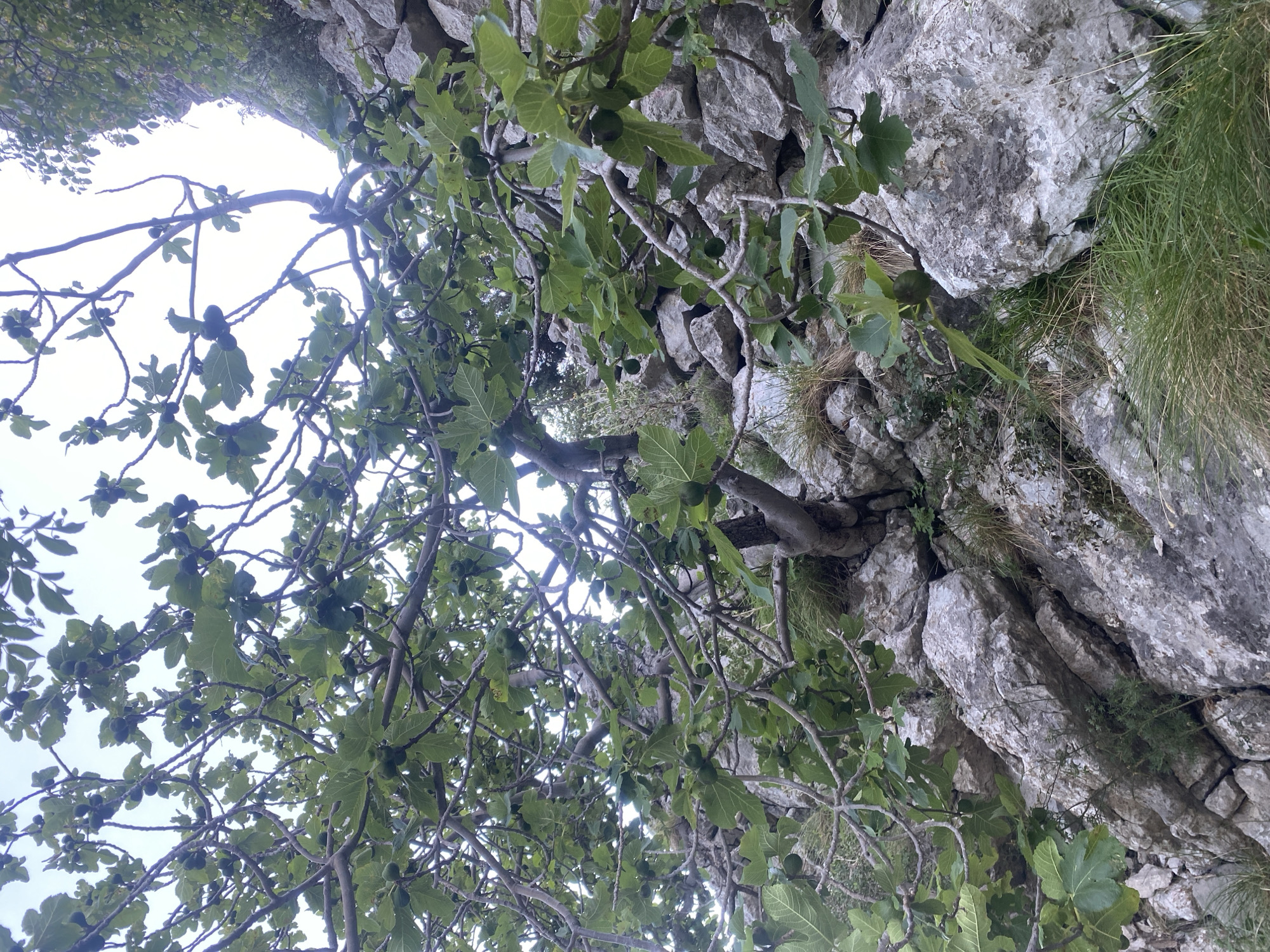 An upward-looking, vertically oriented photograph captures a fig tree heavily laden with green, unripe figs and large, lobed leaves, positioned against a rugged grey rock face. The tree's gnarled branches and dense foliage dominate the left and central parts of the frame, with numerous small, round green figs visible among the leaves. Through the gaps in the canopy, a bright, featureless sky is visible, suggesting daylight, possibly an overcast day.
The right side of the image reveals a textured, weathered rock face, characteristic of a natural outdoor environment like Zupci, Montenegro. The rocks are predominantly grey with varied tones and visible crevices. Patches of vibrant green grass and other small plants sprout from these rocky fissures. No human activity or individuals are present, emphasizing a tranquil natural scene. There is no visible text.