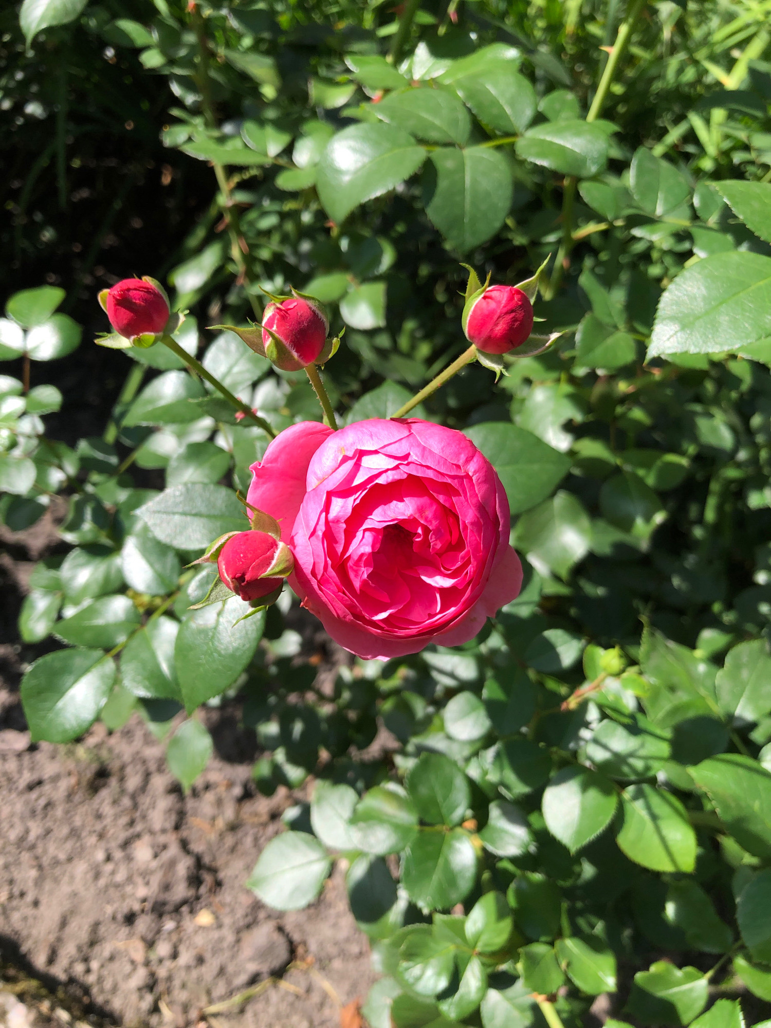 A close-up, top-down view of a blooming pink rose with several tightly closed red rosebuds is presented. The rose bush is lush with vibrant green leaves, some of which are tinged with sunlight. The background is softly blurred, suggesting a natural garden setting. The ground beneath the bush appears to be dark, dry soil with some visible pebbles and cracks. This image was taken in Lviv, Ukraine.