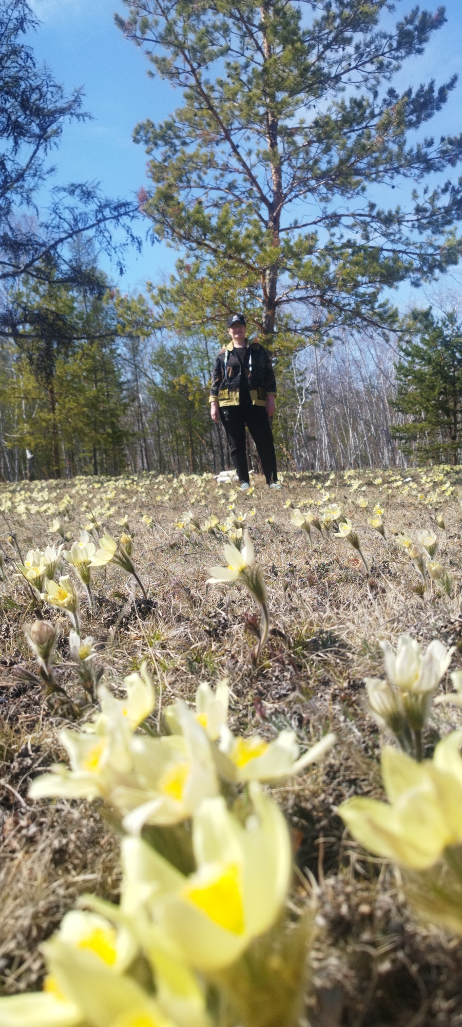 The photograph, taken in Syrdakh, Russia, shows a woman standing in a field of blooming flowers. The field, populated with numerous pale yellow flowers, stretches into the mid-ground where the woman stands. She is wearing dark pants, a jacket, and a baseball cap. Behind her, a forest scene unfolds with evergreen and deciduous trees dotting the landscape. A clear, blue sky is visible through the trees.