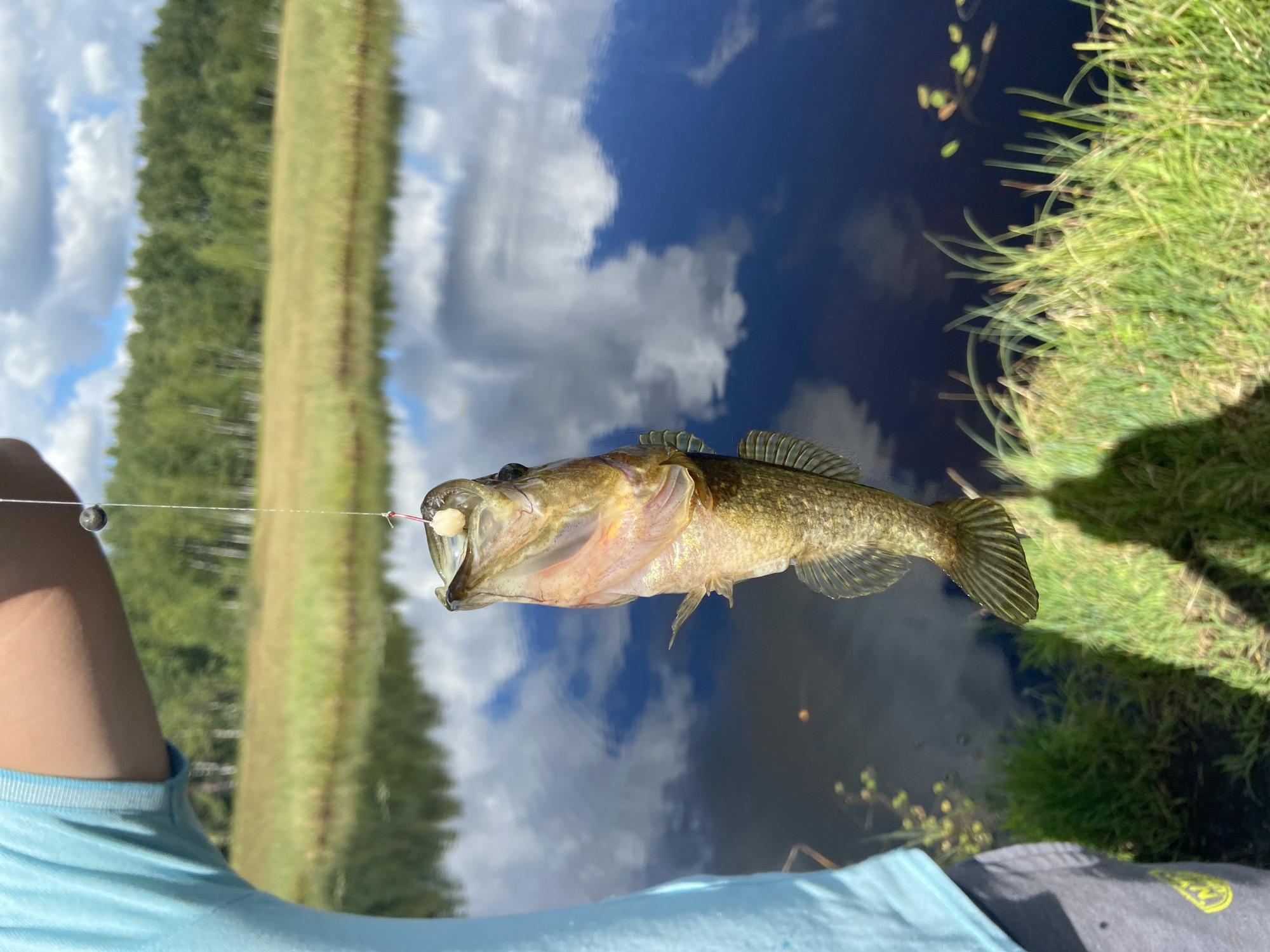 The image shows a person holding a small, freshly caught fish that is suspended by a fishing line. The fish is small and appears to be a sunfish or a similar type of panfish. The person is wearing a light blue t-shirt and gray shorts. The background consists of a calm body of water, a grassy shoreline, and a line of trees in the distance. The sky is partly cloudy, with reflections of the clouds visible on the water's surface. The scene appears to be set in a natural environment, possibly a pond or lake in a rural or semi-rural area. The location is specified as Авиатор Снт, Russia. The image captures a moment of successful fishing, with the fish prominently displayed.