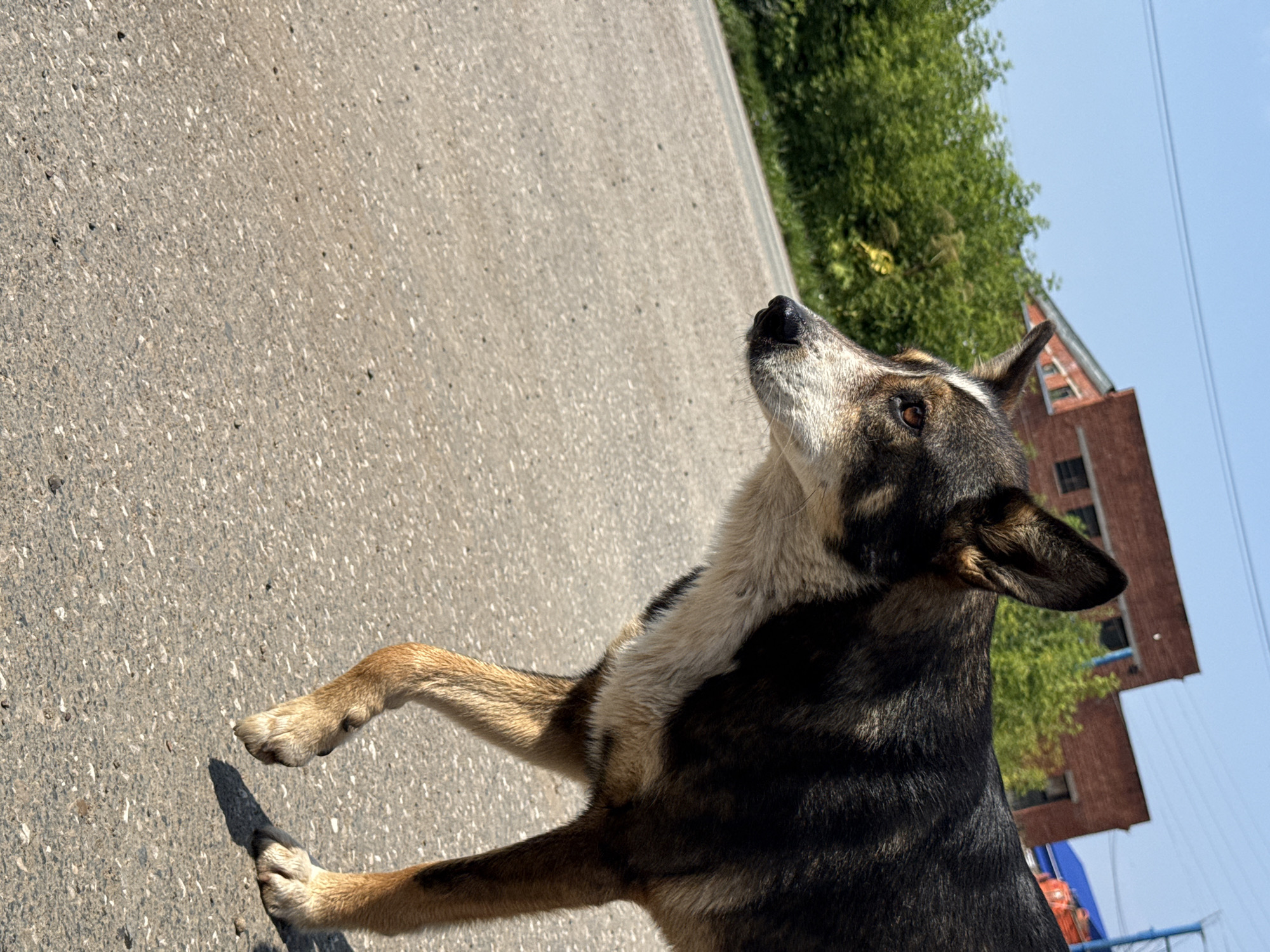 In Osa, Russia, a mixed-breed dog with dark brown and tan fur walks on an asphalt road on a clear, sunny day. The dog is in profile, looking to the left. Behind the dog, there are green trees and a red brick building. The road surface is grey and speckled with small stones. The sky is a clear blue.