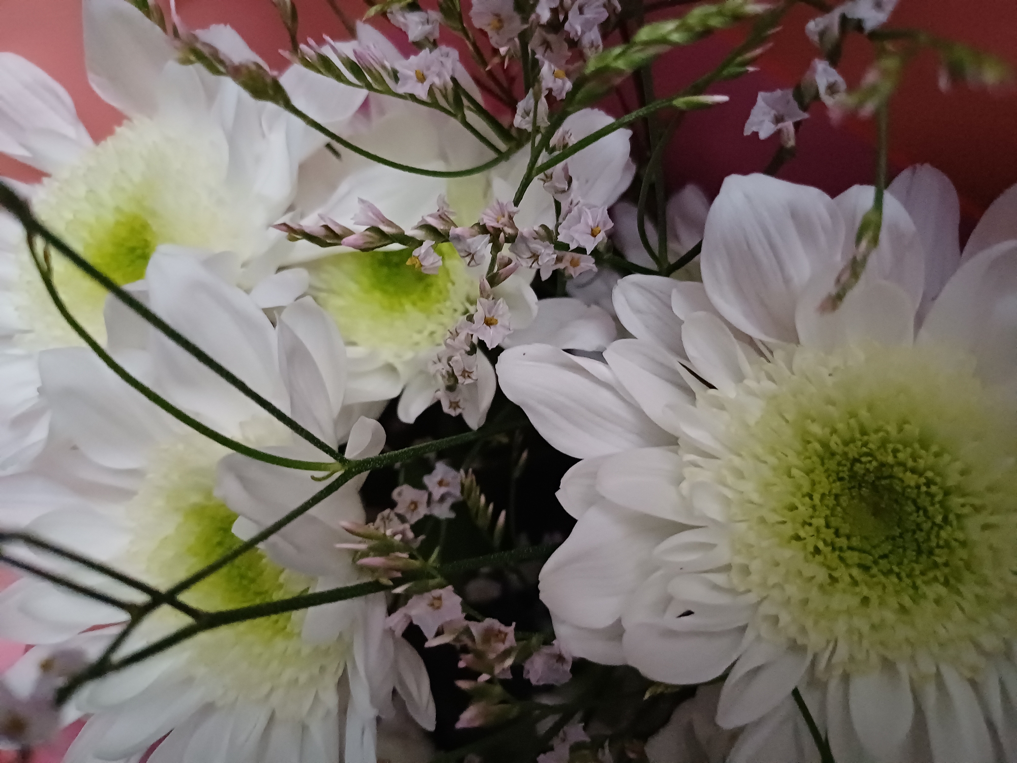 A close-up, eye-level shot shows a bouquet of white chrysanthemums with pale green centers. Interspersed among the larger flowers are delicate sprigs of small, light pink flowers. The background is a blurred reddish-pink color. The lighting is soft and even, highlighting the textures of the petals and the stems. The image is entirely focused on the floral arrangement, with no other objects or environmental details visible.