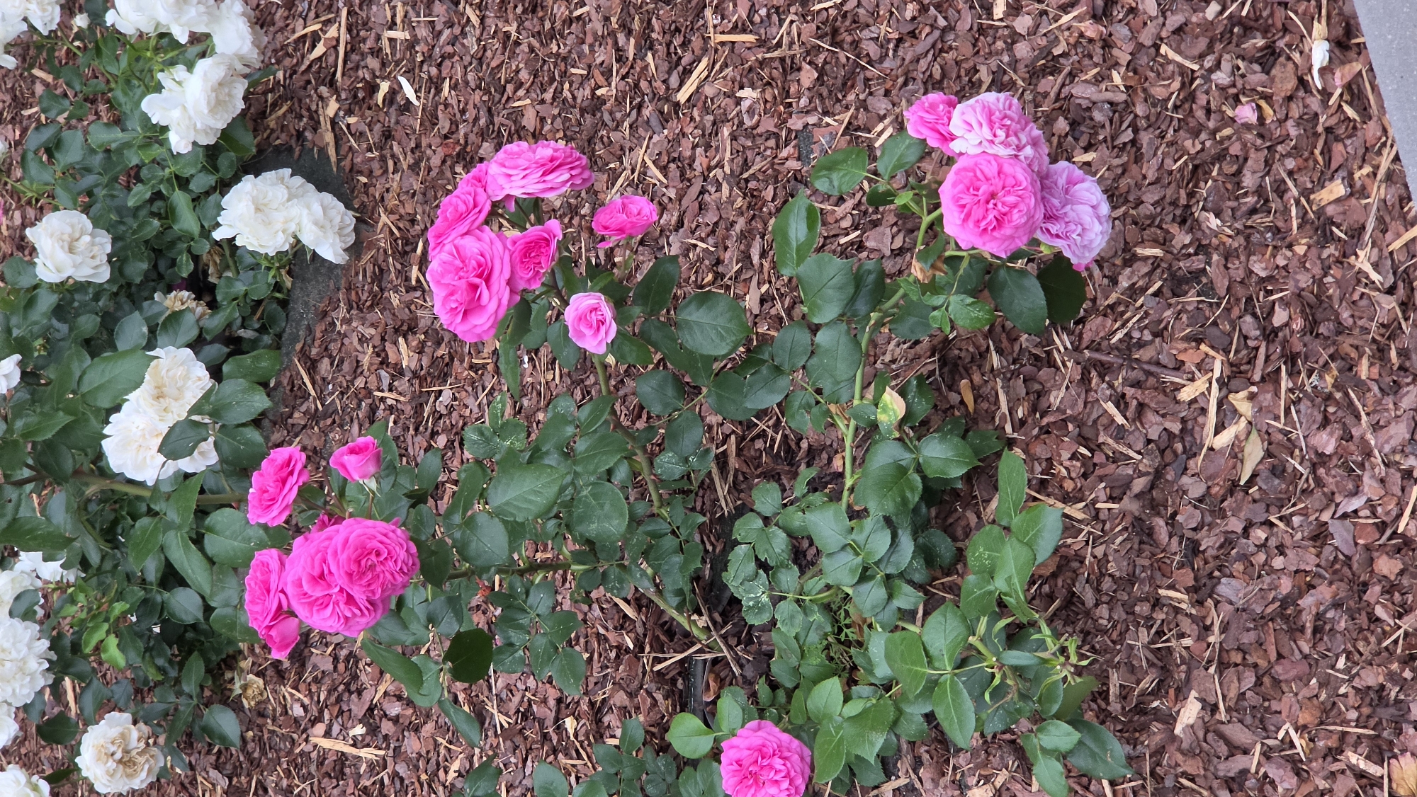 In Riga, Latvia, a close-up shot captures a rose bush with vibrant pink flowers, interspersed with white blooms in the background. The bush's lush green foliage spreads across a bed of dark brown wood chips. The foreground features a cluster of pink roses, some fully bloomed and others still budding. The middle ground displays more pink roses and the white flowers of a neighboring bush. The background is filled with more white roses and green leaves, with the wood chip ground covering extending throughout the frame. The lighting suggests an overcast day, with soft, diffused light illuminating the scene. There are no people or animals present.