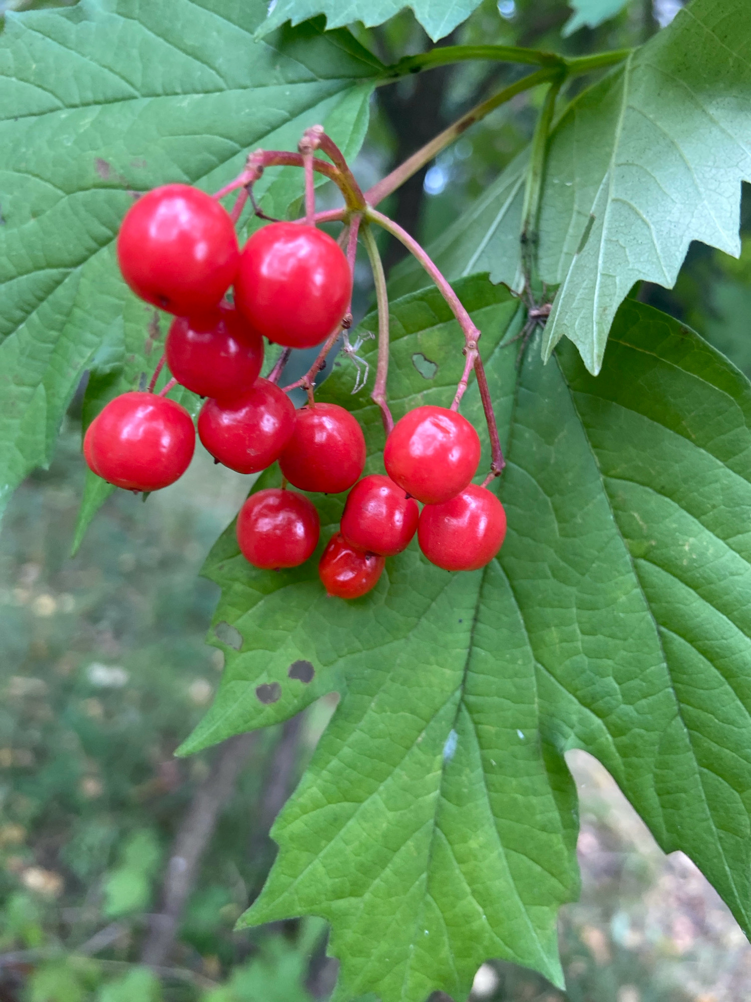 A cluster of bright red berries hangs from thin, reddish stems against a backdrop of large, green leaves. The berries are spherical and appear to be smooth, with a glossy sheen. Some of the berries are clustered together, while others are more spaced out. Two small, pale spiders are visible on or near the stems and leaves. The leaves are broad and veined, with serrated edges. The background is softly blurred, suggesting a natural outdoor setting, possibly a park or garden, with the general impression of foliage and possibly some dappled sunlight. The overall scene is vibrant and focused on the details of the berries and surrounding plant life.