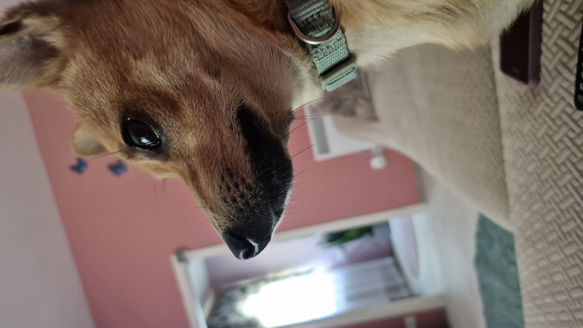 The image shows a close-up profile of a small, tan dog with dark fur around its muzzle and a green collar. The dog is looking to the left, with its eye and nose in focus. The background is blurred and appears to be an indoor setting with a pink wall, a doorway, and furniture, possibly in an apartment in Švenčionys, Lithuania. The lighting suggests it is daytime, with light coming from the doorway.