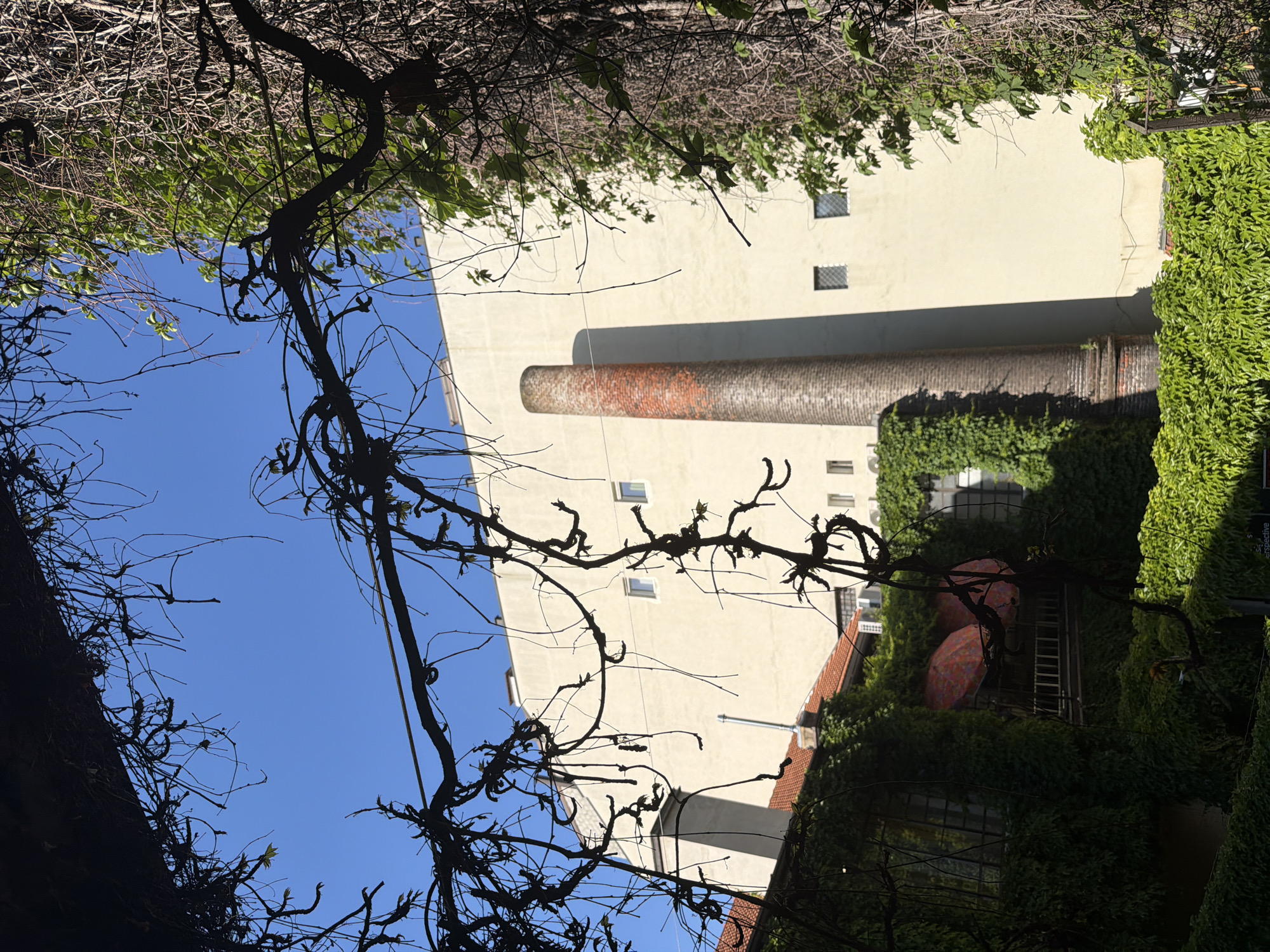 This upward-looking, vertical shot captures a bright, sunlit urban scene, likely an enclosed courtyard or alleyway between buildings. The foreground is heavily framed by the dark, intricate silhouettes of bare tree branches and intertwining vines, with a scattering of small, fresh green leaves indicating springtime.
A tall, pale cream-colored building dominates the background, bathed in bright sunlight. Running vertically up its facade is a prominent, reddish-brown brick-textured cylindrical structure, possibly a chimney or ventilation shaft, which casts a long, distinct shadow down the building. Several small, square windows, some gridded, are visible on the building's surface.
To the right, another building is almost entirely covered in dense, vibrant green ivy, contrasting with the stark pale wall. A section of a terracotta-tiled roof is visible above this ivy-clad structure. Peeking through the foliage on the lower right, two large, patterned reddish-orange outdoor umbrellas and a metal ladder are discernible, suggesting a hidden outdoor seating area or terrace.
A clear, bright blue sky fills the upper part of the image, enhancing the vividness of the scene. The sharp shadows and bright illumination suggest a sunny day, likely late morning or early afternoon. The dense vegetation lends a secluded, almost secret garden feel to this urban setting, possibly in Milan, Italy. Faint, partially obscured text that reads "perspective" is visible on a sign or banner on the far right, nestled amongst the ivy.