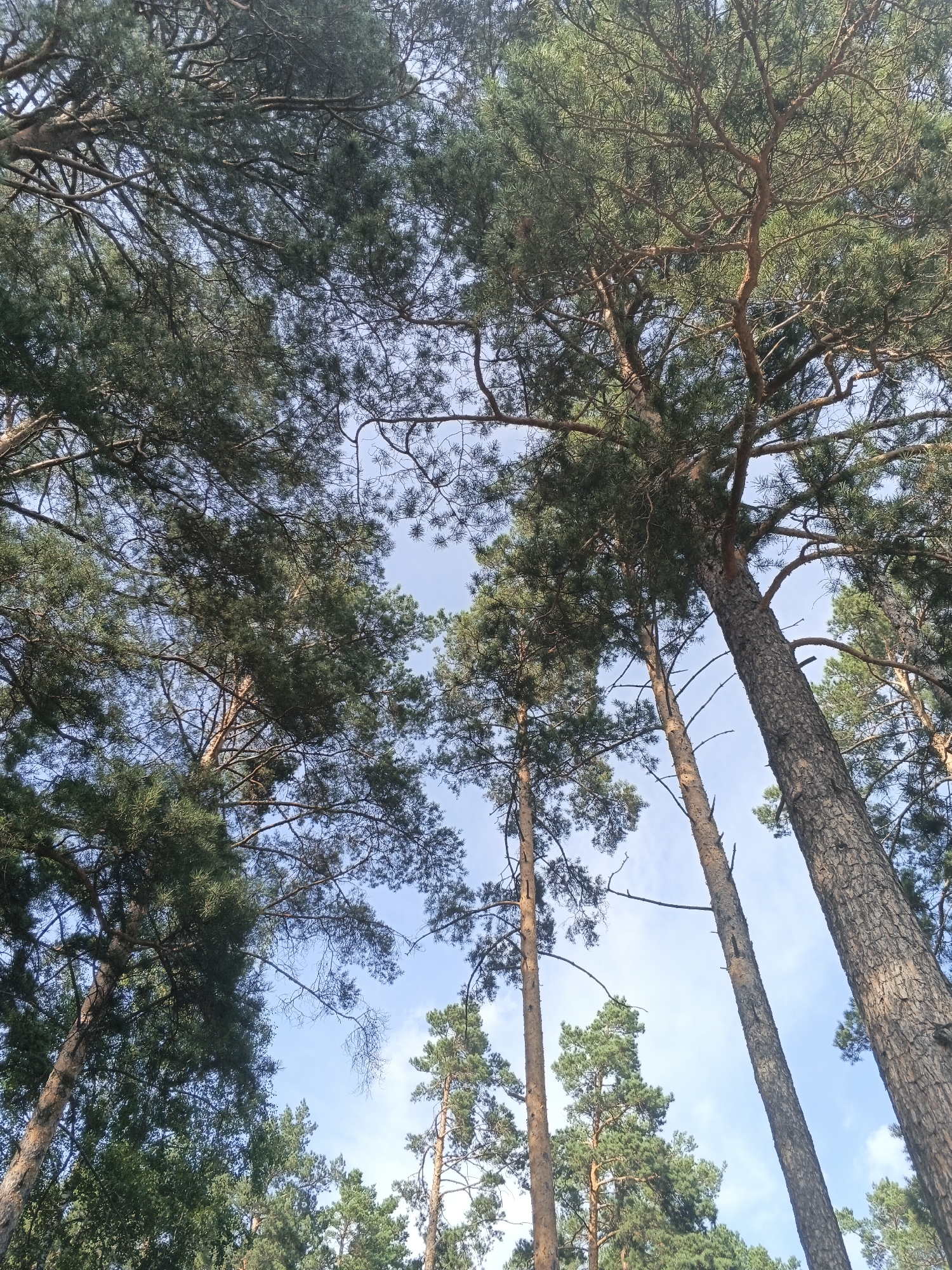 The image captures a low-angle view looking upwards through a dense canopy of pine trees in Sarafanovo, Russia. The sky is a pale blue with scattered white clouds, visible through the gaps in the branches and needles. The trunks of the pine trees are prominent, with rough, textured bark. Some trees are thicker and taller than others, creating a layered effect. The foliage is a deep green, with sunlight filtering through in places, illuminating parts of the branches and needles. The overall impression is one of a natural forest environment, with no signs of human activity or artificial structures.