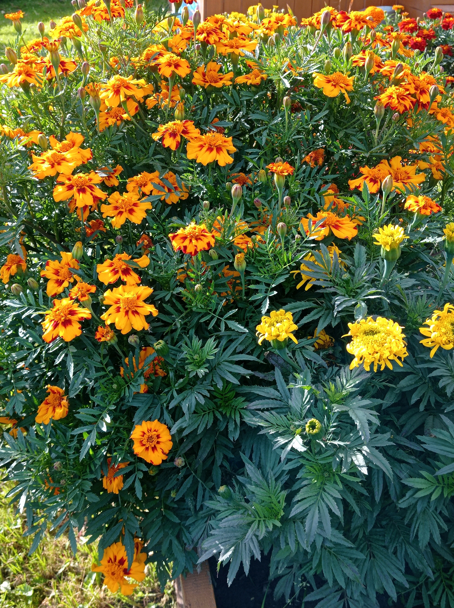 The image shows a close-up view of a large bush densely packed with marigolds. The flowers are primarily a vibrant orange and yellow, with some featuring darker reddish-brown markings on their petals. The foliage is a deep green and feathery in appearance. The lighting suggests it is daytime, with sunlight illuminating the flowers and casting shadows. There is no visible indication of a specific location in Degtyarsk, Russia; the scene is a naturalistic outdoor setting with plants. The image focuses exclusively on the flora.