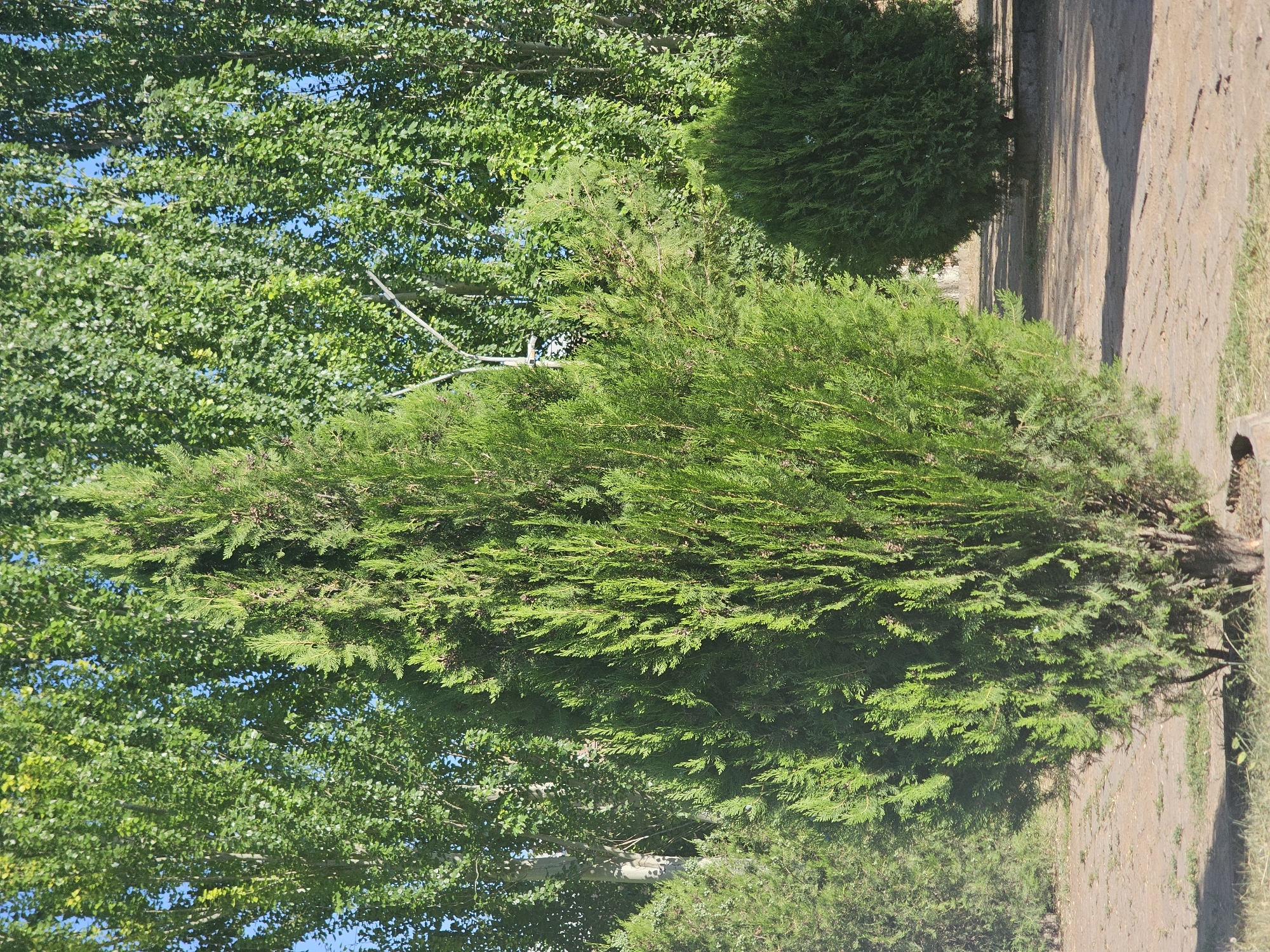 This image features a variety of evergreen trees and deciduous trees in an outdoor setting. In the foreground, a tall, conical evergreen tree with dense, green foliage dominates the frame. To its right, a rounded evergreen shrub is visible. Behind the prominent evergreen, the leafy canopy of a deciduous tree with bright green leaves is seen against a clear blue sky. The ground is covered with a dusty, light brown path, possibly made of dirt or gravel, with some dry grass and a stone wall in the background. The scene appears to be illuminated by natural sunlight, suggesting it is daytime. The overall impression is one of a lush, green garden or park. There is no visible text in the image.