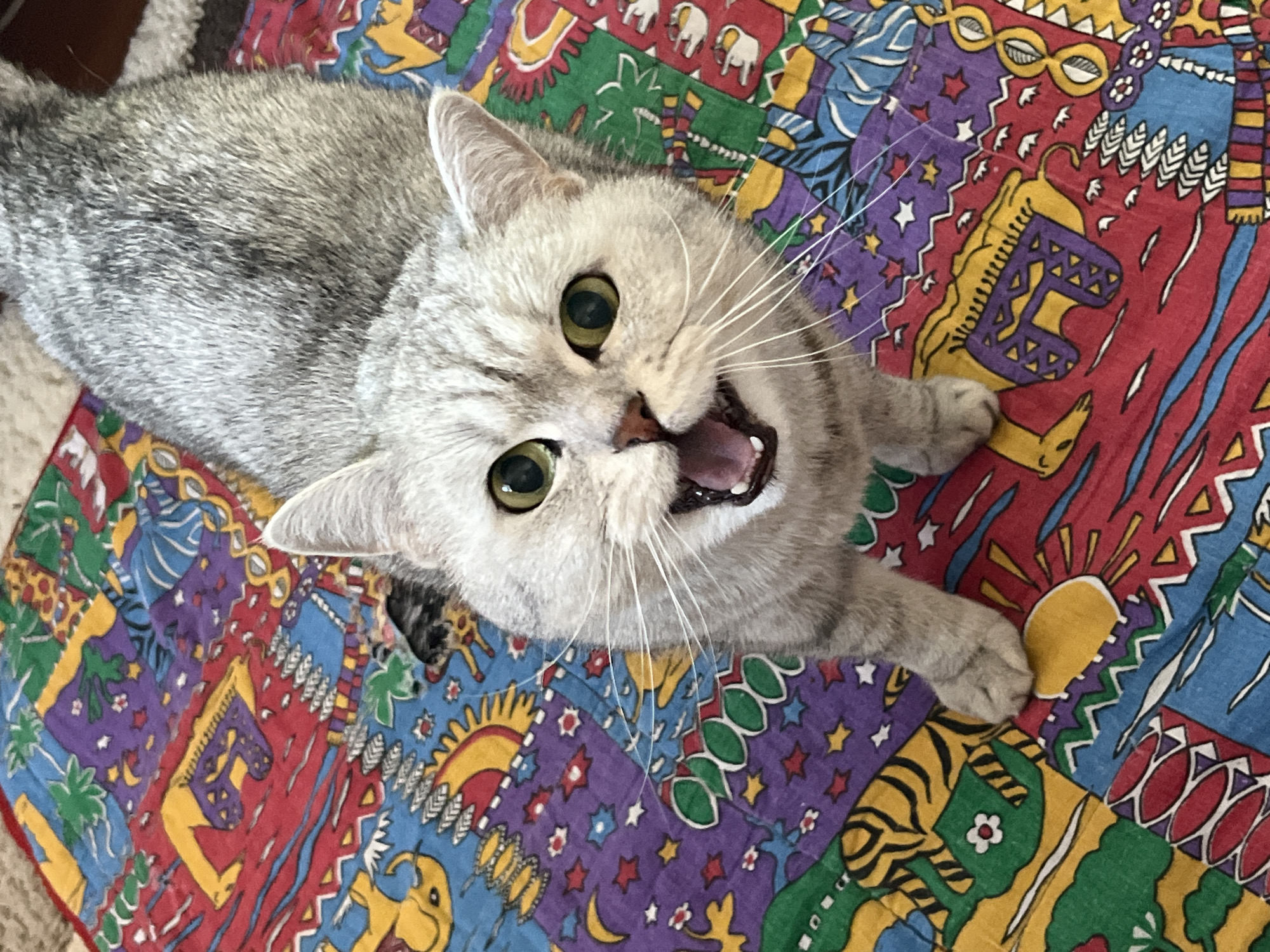 A gray cat lies on a colorful patterned blanket with its mouth open. The cat's fur is a mix of gray and silver shades. It has light green eyes and long, white whiskers. The blanket is patterned with various shapes and figures in red, purple, yellow, green, and blue. Based on the blanket's design and the cat's breed, it's impossible to confirm the location in the city of Chaikovsky, Russia.