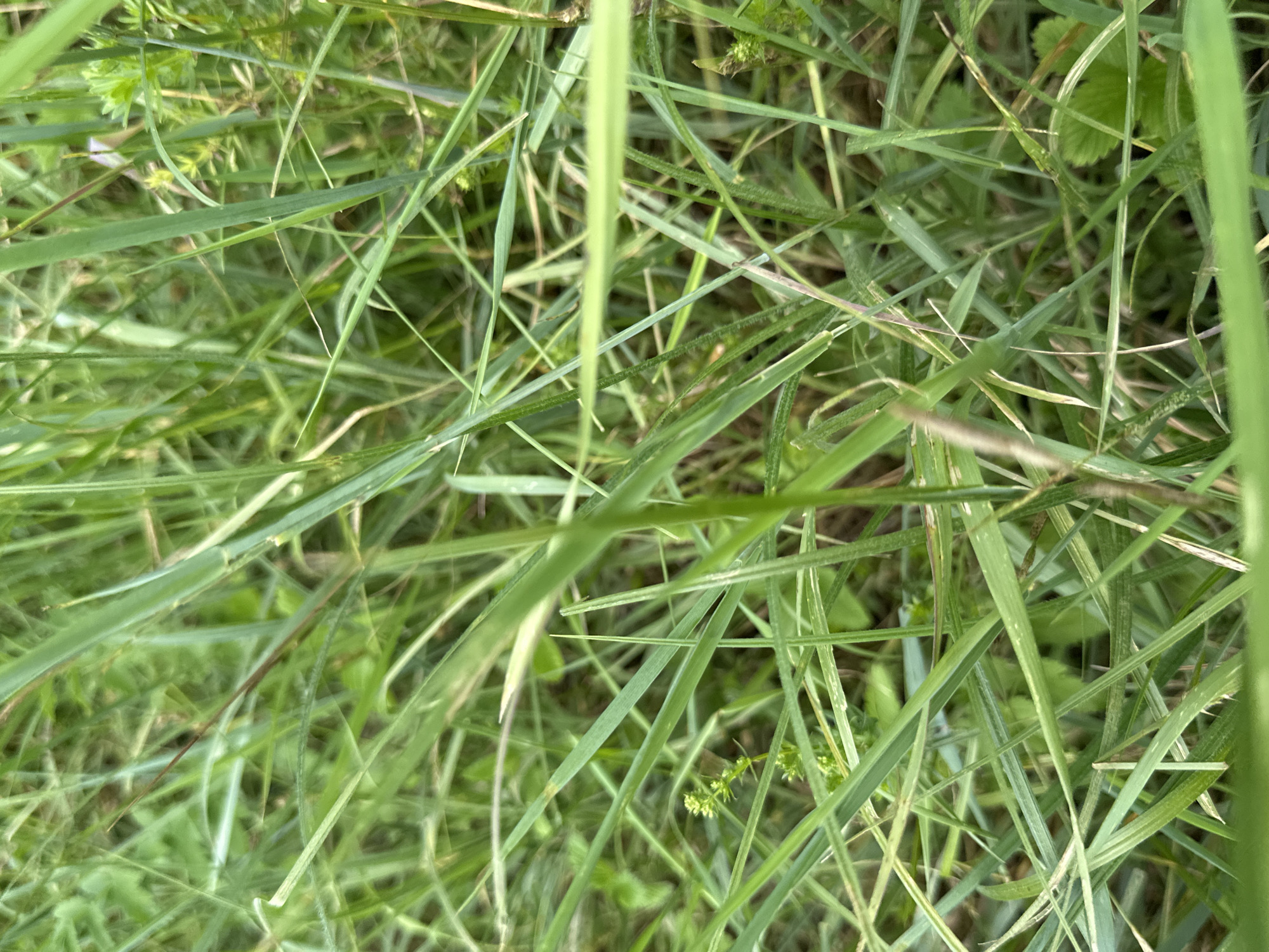 The image is a close-up, high-angle shot of dense green grass. The grass is a mix of different lengths and textures, with some blades appearing wider and flatter, while others are thinner and more reedy. There are hints of other vegetation interspersed within the grass, such as small leaves and possibly tiny flowers, but they are largely obscured by the dominant grass. The lighting suggests an outdoor environment, likely during the daytime, with soft light illuminating the scene. The focus is on the texture and layered appearance of the grass. The scene is devoid of any human presence or identifiable man-made objects. The background is a blur of more green vegetation, indicating a natural, overgrown setting. The image is suitable for use as a background or illustrative element for themes related to nature, growth, or natural environments.