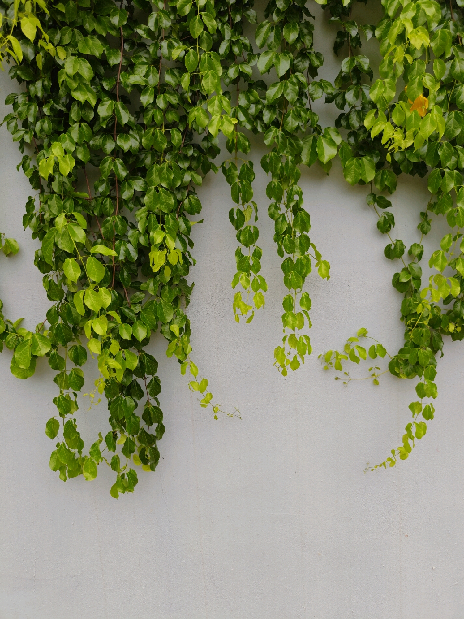 An outdoor, medium-shot, full-frame photograph displays a pale grey, textured wall adorned with cascading vines of ivy. The ivy is dense at the top of the frame, with individual vines extending downwards and to the right. The leaves are predominantly a vibrant, healthy green, with some appearing lighter or yellowish, possibly indicating new growth or varied light exposure. The wall itself has a rough, stucco-like finish. The lighting suggests an overcast or diffused daylight condition, casting no harsh shadows. There are no people or other prominent objects in the scene. The location is identified as Mu Si, Thailand.