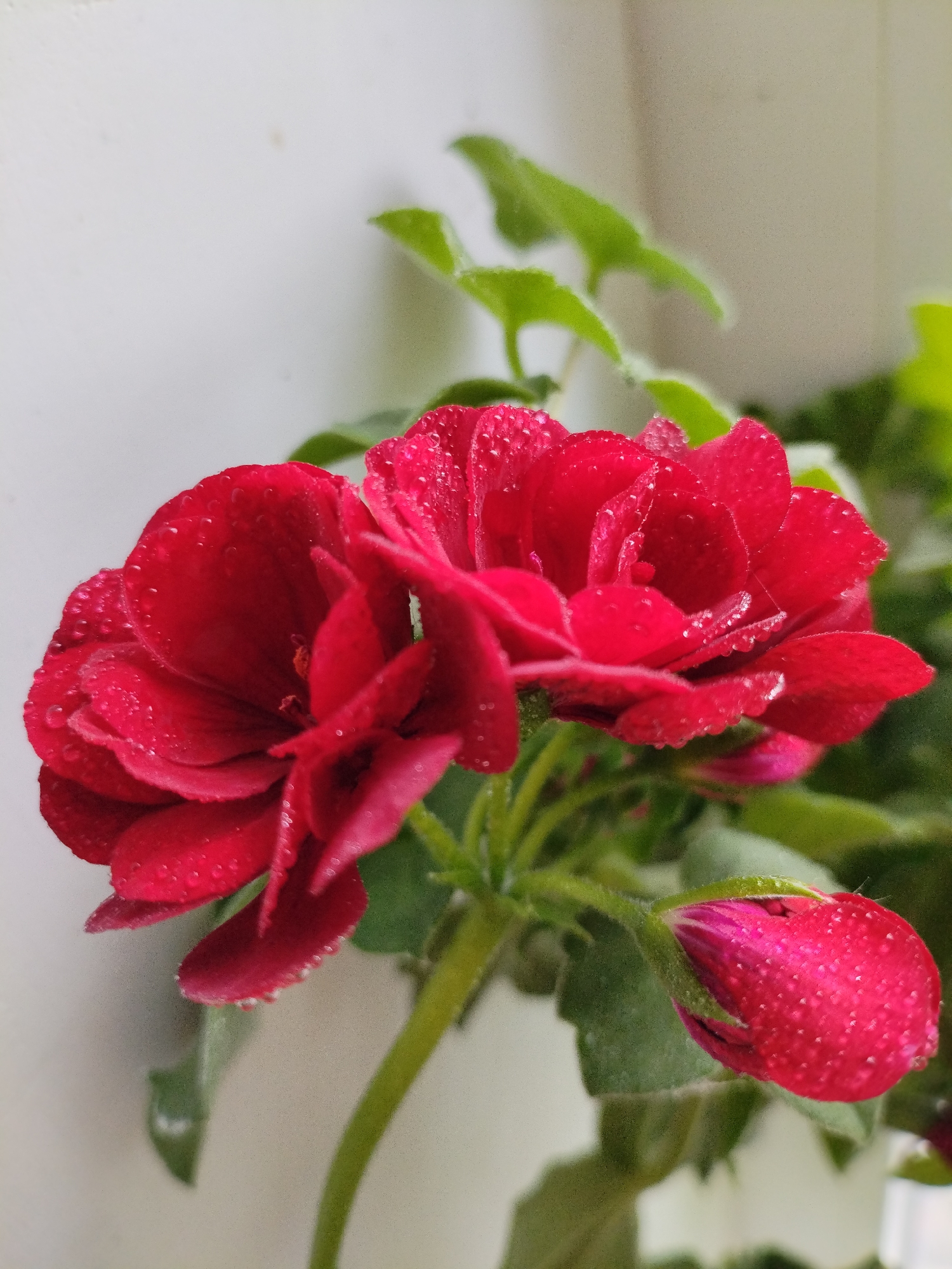 A close-up, eye-level shot captures a cluster of red geranium flowers, glistening with water droplets, against a blurred, light-colored background that may be a wall or window. The flowers are vibrant red, with layered petals, and one unopened bud, also pinkish-red, is visible on the lower right. The leaves are a healthy green, some with a slightly fuzzy texture. The setting appears to be indoors, possibly on a windowsill, given the bright, diffused lighting and the context of a potted plant. The image does not contain any elements that suggest it is located in Bialynichy, Belarus.