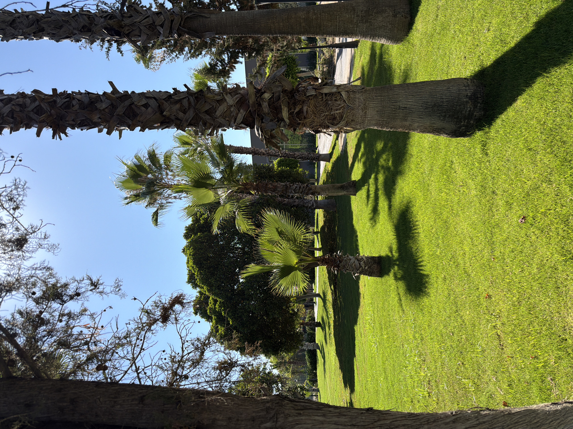 This image depicts a park scene with lush green grass and various trees, including palm trees and deciduous trees. The sun is bright, casting distinct shadows on the grass. The sky is a clear blue. In the foreground, the trunk of a large tree is visible on the left, partially obscuring the view of the park. The middle ground features several palm trees of varying sizes, with one smaller palm tree prominently placed in the center. In the background, a line of dense, dark green trees forms a backdrop, with a building or structure partially visible behind them. A paved pathway can be seen winding through the park. This scene is consistent with public parks found in Kemer, Turkey, a coastal town known for its green spaces and palm-lined avenues. No people or specific actions are evident in the image.