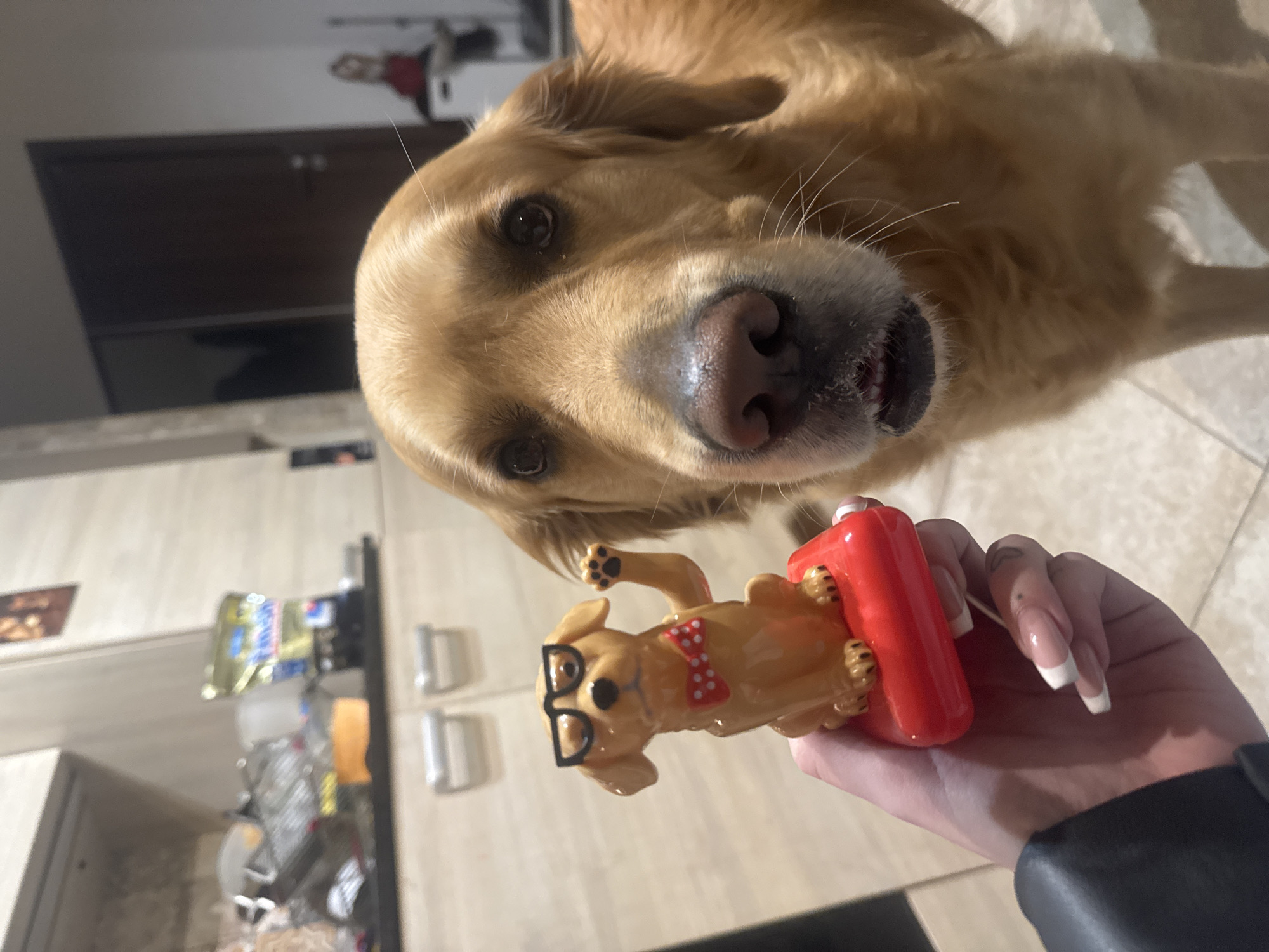 A close-up shot, slightly angled, depicts a golden retriever dog looking down at the camera. A hand is holding a small plastic toy dog wearing glasses and a bow tie. The background shows a kitchen scene with cabinets and what appears to be food items. The location is likely in Sofia, Bulgaria.