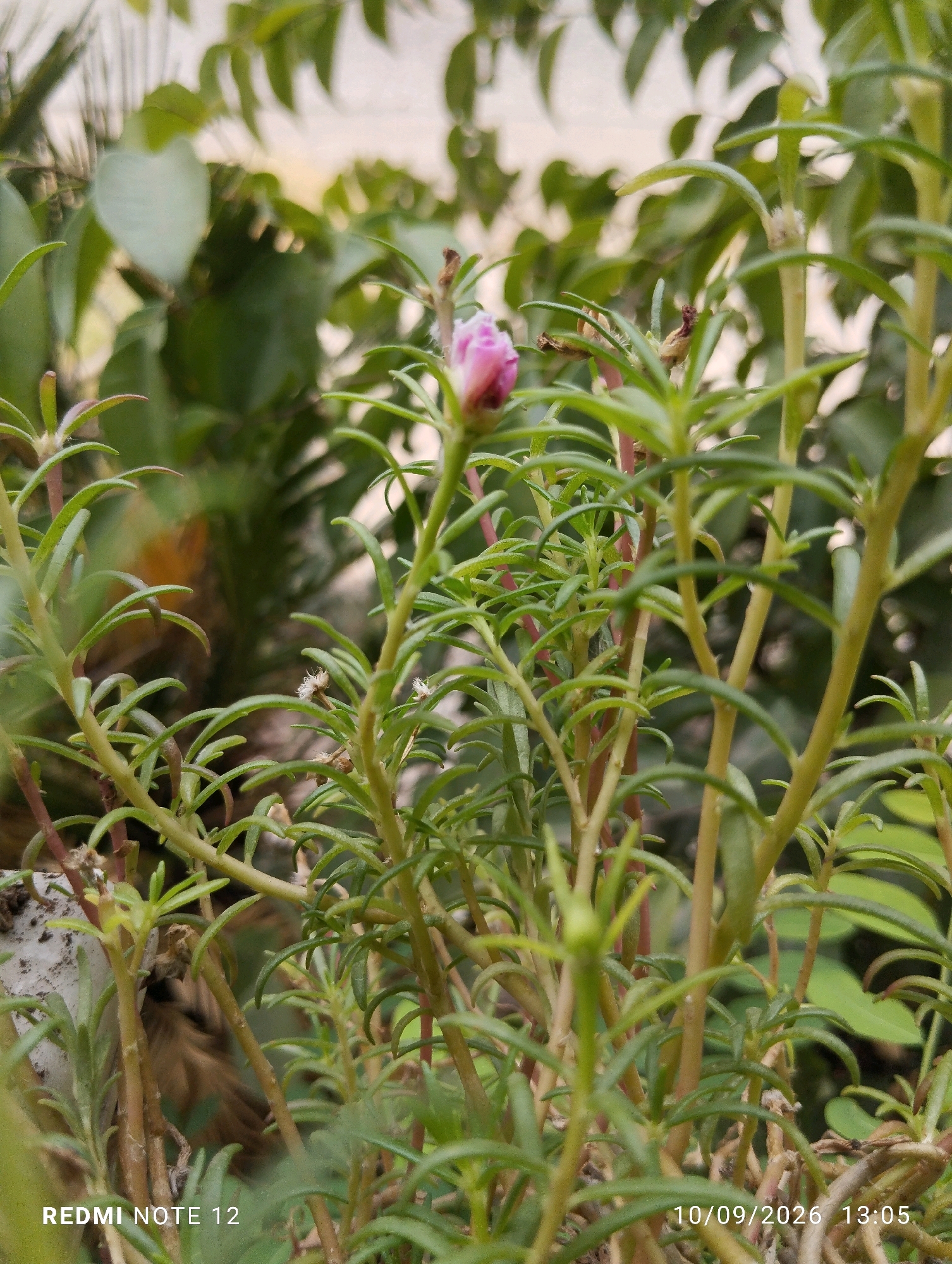 A close-up, vertical, slightly blurred photograph captures a segment of a Portulaca grandiflora plant with narrow, succulent leaves and thin, reddish-green stems. A single, unfurled pink flower bud is prominently featured near the top of the frame, surrounded by the plant's foliage. The background consists of out-of-focus green foliage and lighter, soft-edged shapes, suggesting an outdoor environment. In the bottom left corner, the text "REDMI NOTE 12" is visible, and in the bottom right, the date "10/09/2026" and time "13:05" are imprinted. The image was taken in Bekasi, Indonesia, with the specific location being an outdoor area where this flowering plant is growing.