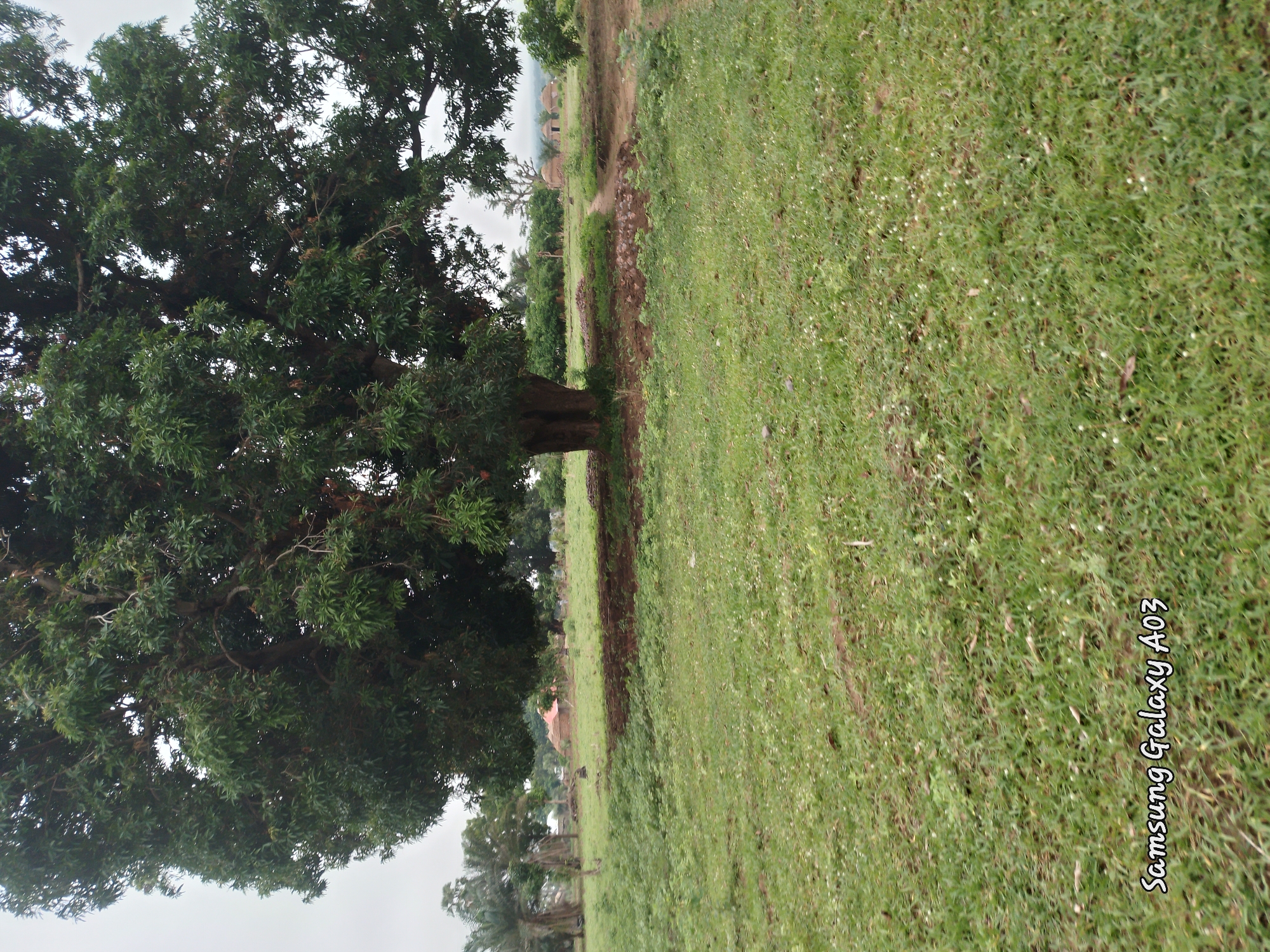 This image depicts a rural landscape in Doka-Tofa, Nigeria, dominated by a large, mature tree in the foreground. The tree has a thick trunk and a sprawling canopy of green leaves, casting a shadow over the surrounding area. The ground is covered with short, green grass, interspersed with small white flowers and some fallen leaves. In the middle ground, there are several small, circular huts with thatched roofs, characteristic of traditional Nigerian architecture. A faint path can be seen leading between the huts. The background shows a cluster of trees and vegetation, with a hazy sky suggesting either an overcast day or a distant horizon. The overall scene conveys a sense of peaceful, rural life, with no people or animals visible in the frame. The bottom left corner of the image contains a watermark that reads "Samsung Galaxy A03".