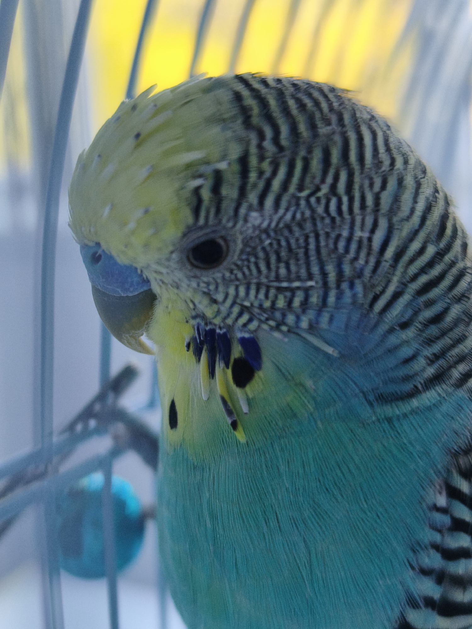 This is a close-up, vertical, eye-level shot of a budgerigar, a small parakeet, inside a cage. The bird is predominantly yellow and turquoise with black and grey striped markings on its head and wings. Its beak is light blue. The background is out of focus, with bright yellow and pale blue tones. The cage bars are visible in the foreground and along the sides of the image. A small, out-of-focus blue object, possibly a toy or food dispenser, is visible to the left of the bird. The lighting suggests an indoor setting, possibly during the daytime. No text is visible.