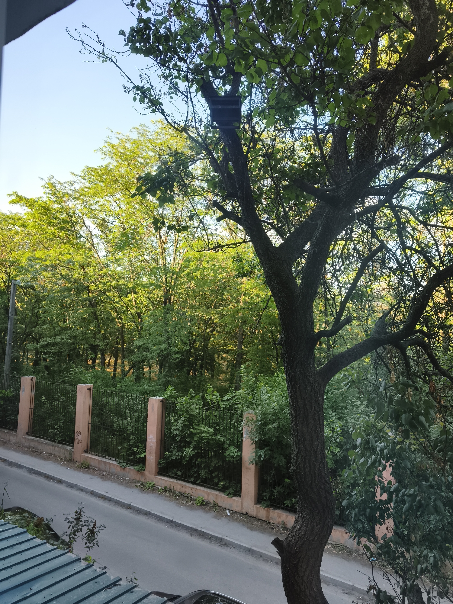The image depicts a street scene in Sokolivske, Ukraine, bathed in the warm glow of either early morning or late afternoon sunlight. A mature tree with dark, textured bark dominates the foreground, its branches reaching out and dappled with green leaves. Behind the tree, a verdant forest stretches out, dense with lush foliage.
A low wall, topped with a black metal fence, separates the road from the wooded area. The wall is constructed of light brown, rectangular blocks, with intermittent, wider, peach-colored pillars that appear to be part of its structure. Some graffiti marks are visible on these pillars.
The road in the foreground is paved and appears to be a quiet street, with no vehicles or people actively visible on it. In the lower left corner, a section of a teal, corrugated metal roof is visible, suggesting the viewpoint is from a building overlooking the street. The sky above is a clear, pale blue, indicating fair weather. The overall impression is one of a peaceful, somewhat rustic, urban edge, where nature encroaches upon the developed landscape.
