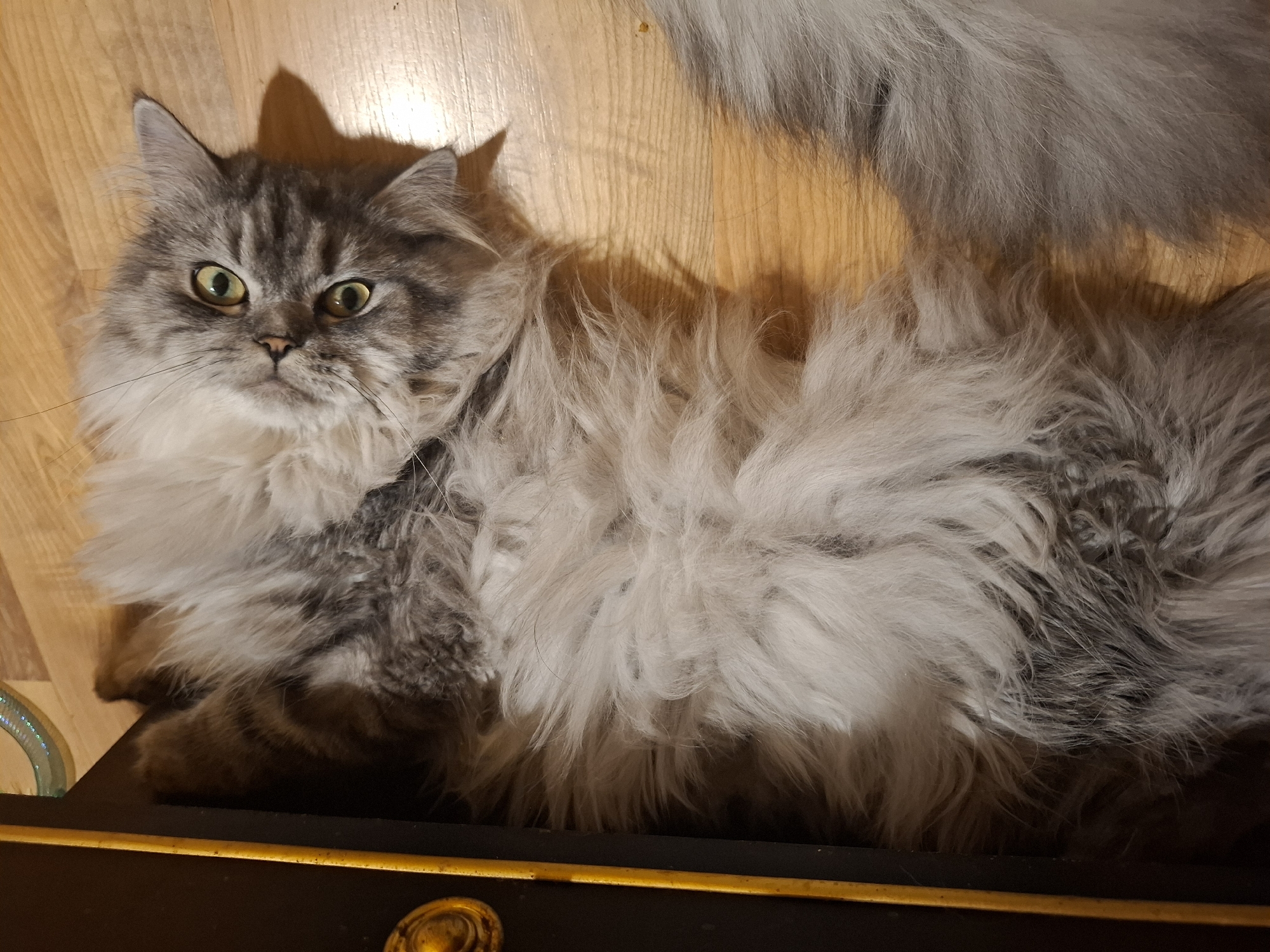 A fluffy, gray and white cat with green eyes is lying on top of a black and gold-trimmed piece of furniture. The furniture is on a light-colored wooden floor. The cat's tail extends partially out of the frame, towards the top right. The cat is facing the camera with a neutral expression.
There is no evidence to suggest this image was taken in Riga, Latvia.