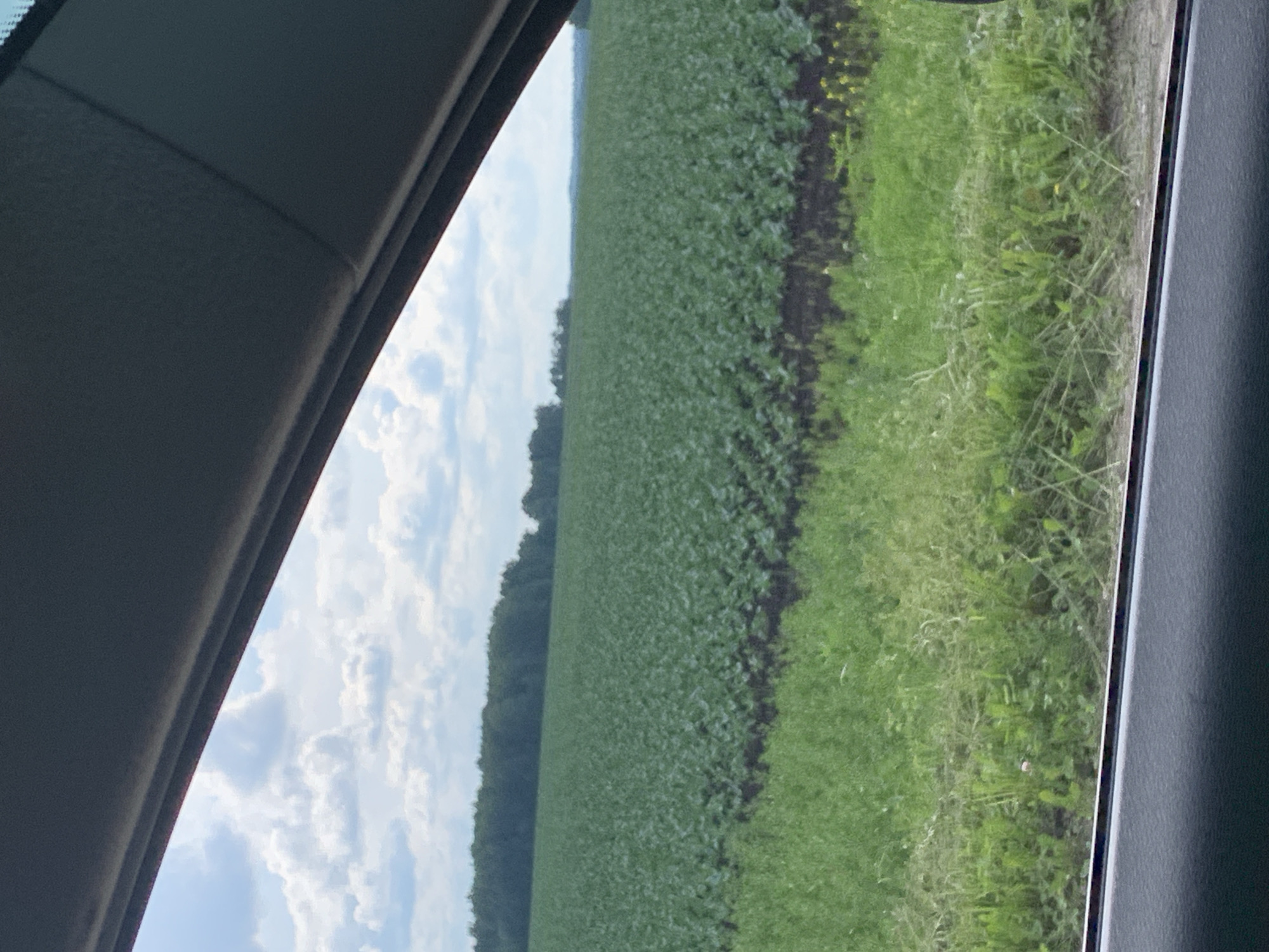 The image shows a vast, green field of crops, likely soybeans, stretching towards a treeline in the distance under a cloudy sky. The perspective suggests the photo was taken from inside a vehicle, with the dark interior of the car visible in the foreground and along the top edge of the frame. The crops are densely planted and appear healthy, with rows discernible in the foreground. A strip of taller, wilder grass separates the cultivated field from the edge of the road or path from which the photo was taken. The overall scene is rural and agricultural, with no indication of urban infrastructure or activity. The location is identified as Sudak, Russia, which is a city on the Crimean Peninsula known for its vineyards and agricultural output.