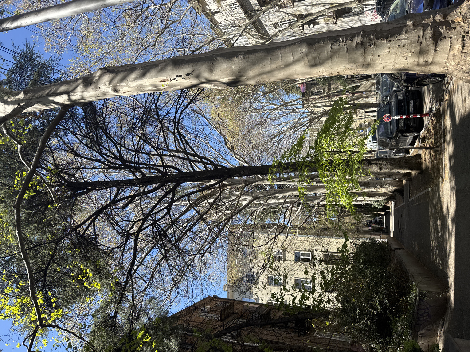The image depicts a street in Tbilisi, Georgia, lined with London plane trees. The trees create a shaded canopy above the sidewalk. A building is visible in the background. Several parked cars are seen along the street, and a bollard marks the edge of the sidewalk. The leaves on some of the trees are beginning to bud.