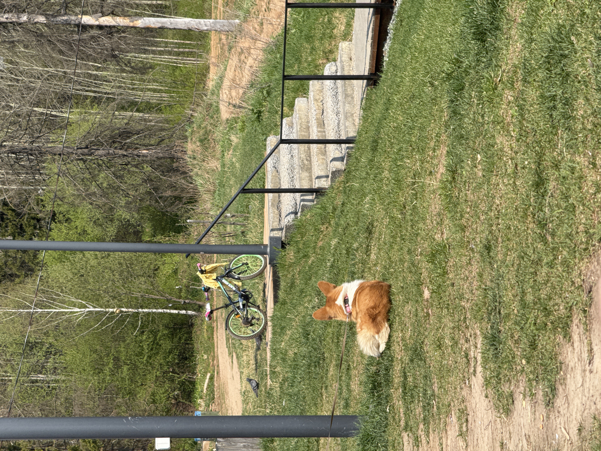 A medium shot depicts a sunny outdoor scene. A corgi with orange and white fur lies on a grassy slope near a set of concrete stairs with black metal railings. A bicycle leans against a post to the left of the frame. The background features a forest with trees and a dirt path. The location is Izhevsk, Russia.
