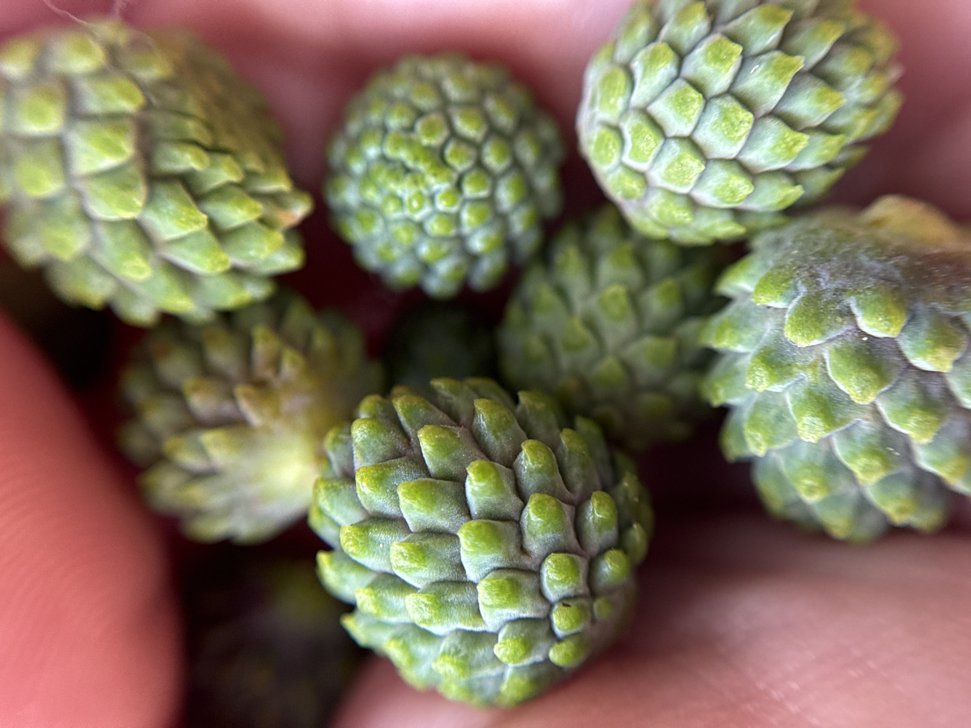 The image shows a cluster of green, cone-like objects held in a pink human hand. The objects have a scale-like texture. The background is blurred. There is no information to suggest the location is in Nizhnyaya Chermoda, Russia, therefore, that part of the prompt cannot be answered.