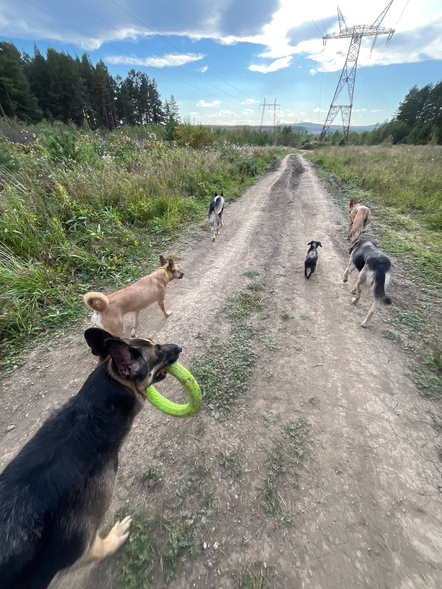 The image shows a dirt road cutting through a grassy, overgrown area, with a forest on either side. In the distance, large power line towers dominate the skyline, with power lines stretching across the sky. The sky is partly cloudy with a blue hue. In the foreground, a German Shepherd dog is carrying a green ring toy in its mouth. Several other dogs of various breeds and sizes are visible on the road, walking away from the camera. One dog in the middle distance has a yellow collar. The scene suggests an outdoor recreational activity, likely a walk or hike, with multiple dogs. The power line infrastructure is a prominent feature of the landscape.