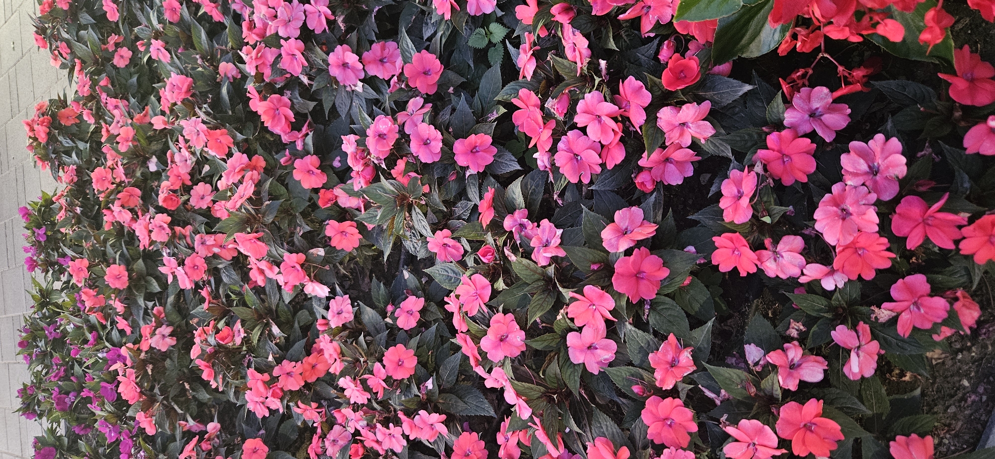A dense bed of impatiens flowers, predominantly in shades of pink and magenta, is depicted. The flowers are in full bloom, with numerous blossoms and dark green foliage. The background suggests an outdoor setting, possibly a park or garden, with a glimpse of a paved walkway in the upper left corner. The image is a close-up view of the flowers, showcasing their textures and vibrant colors. The scene is located in Hévíz, Hungary. There are no people or animals visible in the image.