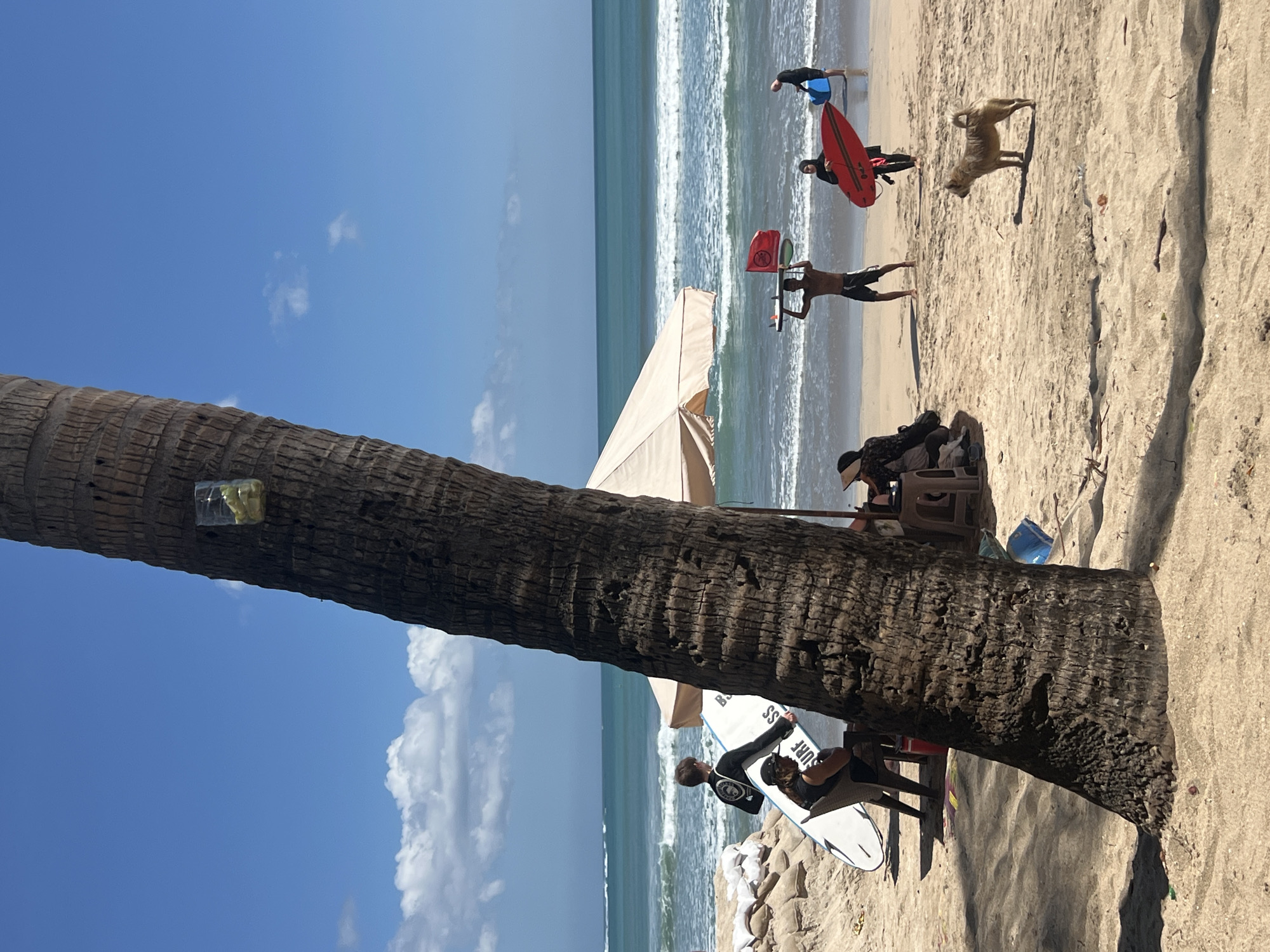 In Kuta, Indonesia, a sunny beach scene unfolds with a prominent palm tree trunk in the foreground. The ocean, with moderate waves, stretches to the horizon under a blue sky dotted with white clouds. Several people are present on the sand. To the left, two individuals stand near surfboards, one a youth in a black wetsuit, the other a person seated in a chair. Further right, a man holds two surfboards overhead, one with a red flag attached. Beside him, a person in a hijab carries a red surfboard. A small, light-brown dog stands on the sand in the mid-ground, facing to the right. In the background, two more figures are visible near the water, one carrying a blue object. A beige umbrella provides shade for a seating area where two people are seated. Sandbags are piled near the water's edge on the left.
